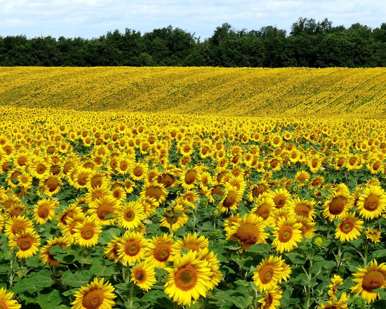1280x1024 Download wallpaper 1280x1024 field, sunflowers, landscape, summer standard 5:4 HD background