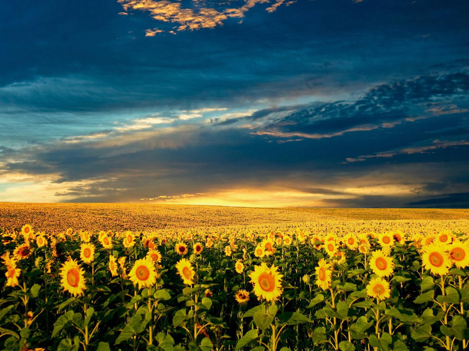 1600x1200 Sunflowers field in the sunset