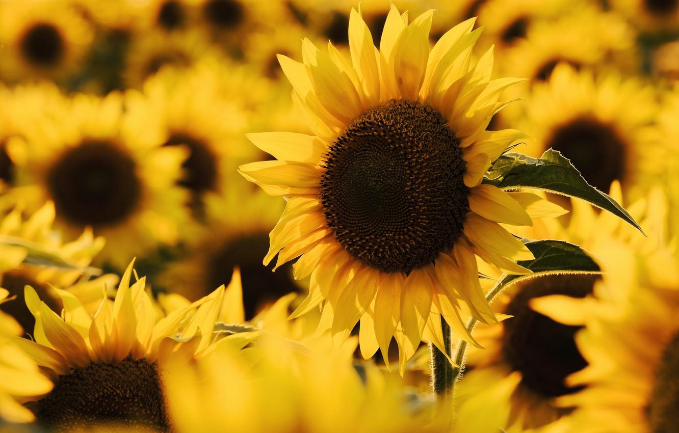 1332x850 Mac Summer Sunflower Wallpaper