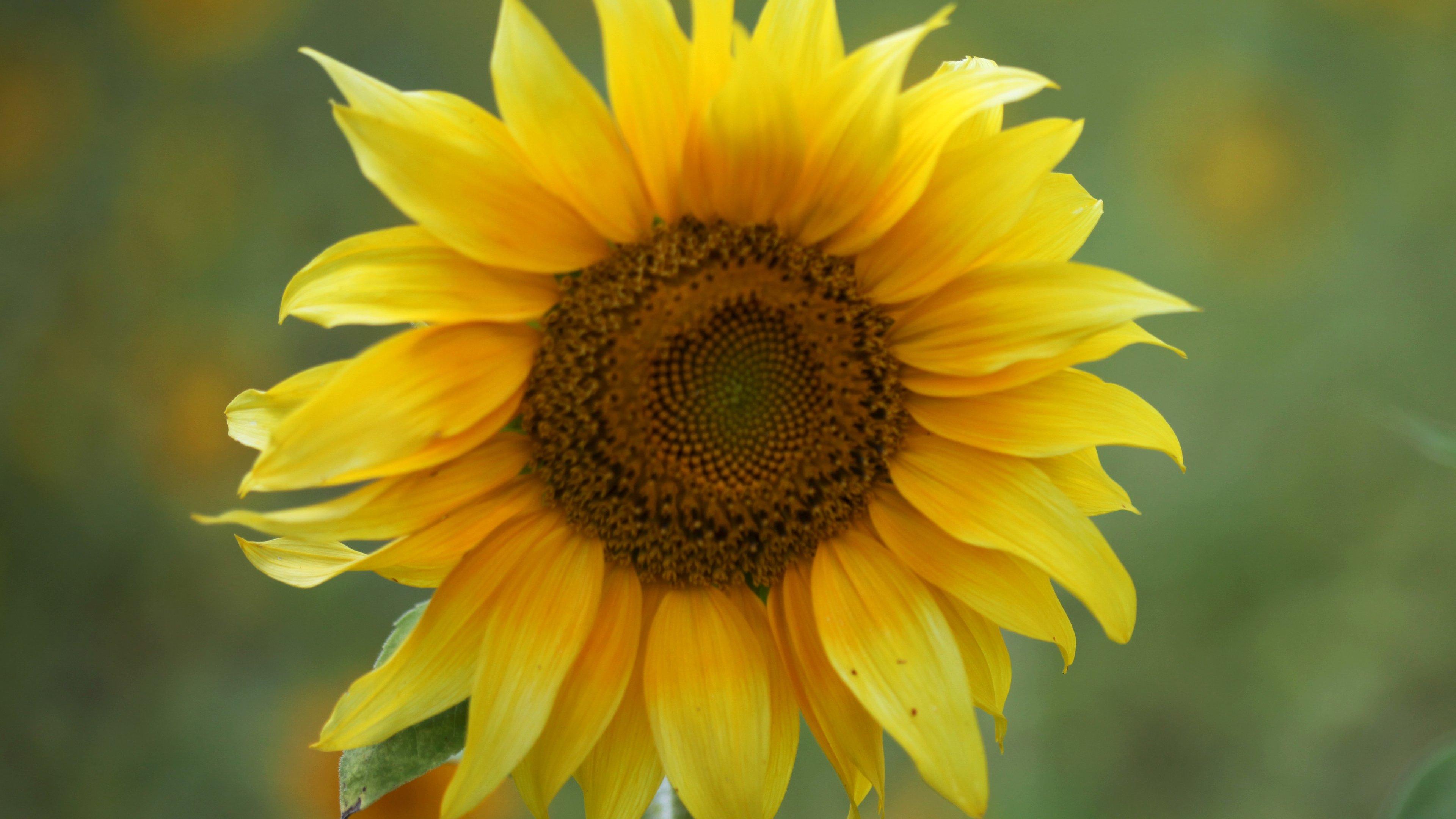 Summer Sunflower Wallpapers - Top Free Summer Sunflower Backgrounds ...