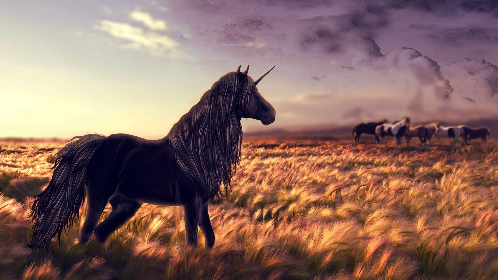 1920x1080 1920x1080 unicorns black horse wallpaper JPG 418 kB Gallery HD Wallpaper