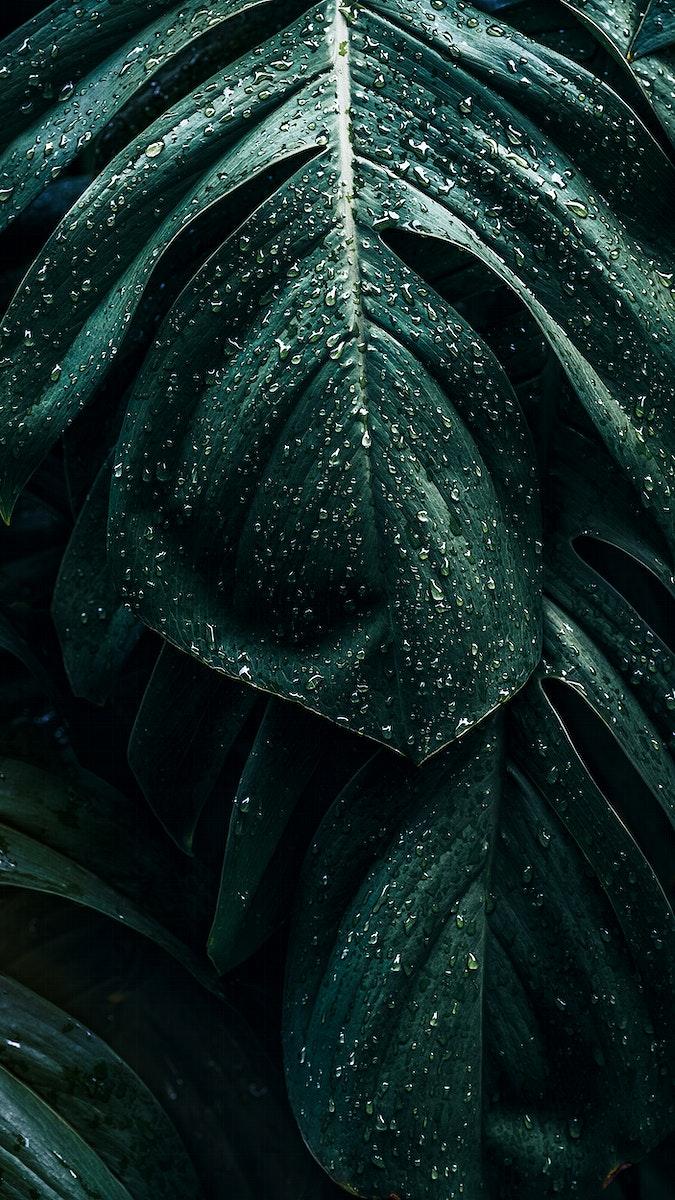 675x1200 Green leaf iPhone wallpaper, natural