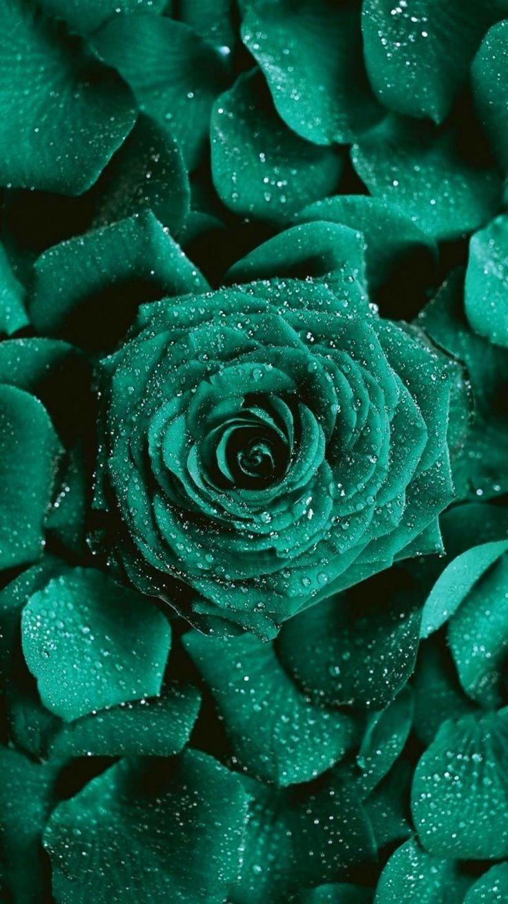 736x1308 •. Pantone • Emerald Shades. •. Cute flower wallpaper, Rose flower photo, Flower phone wallpaper