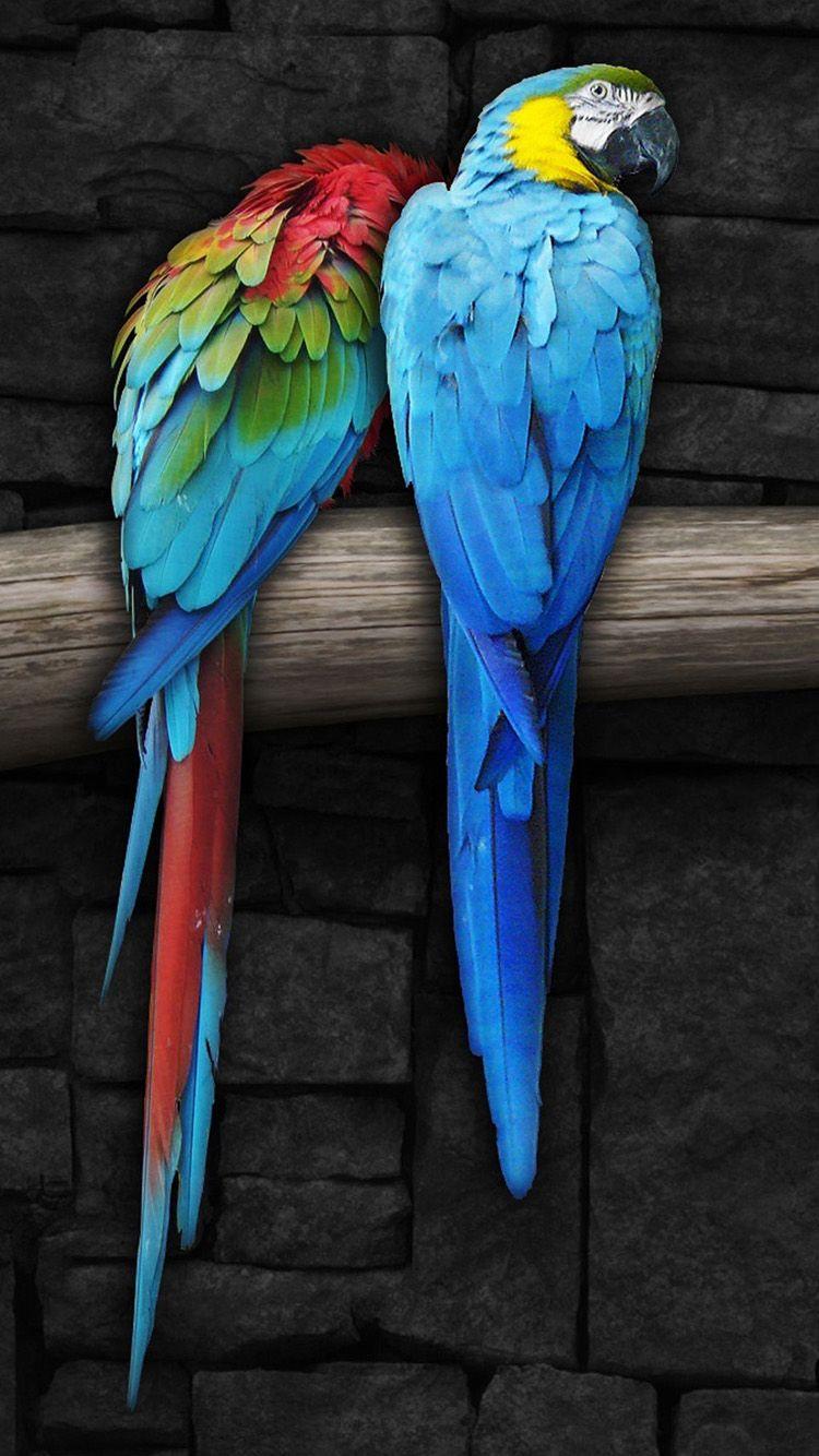 Cool Parrot Wallpapers - Top Free Cool Parrot Backgrounds - WallpaperAccess