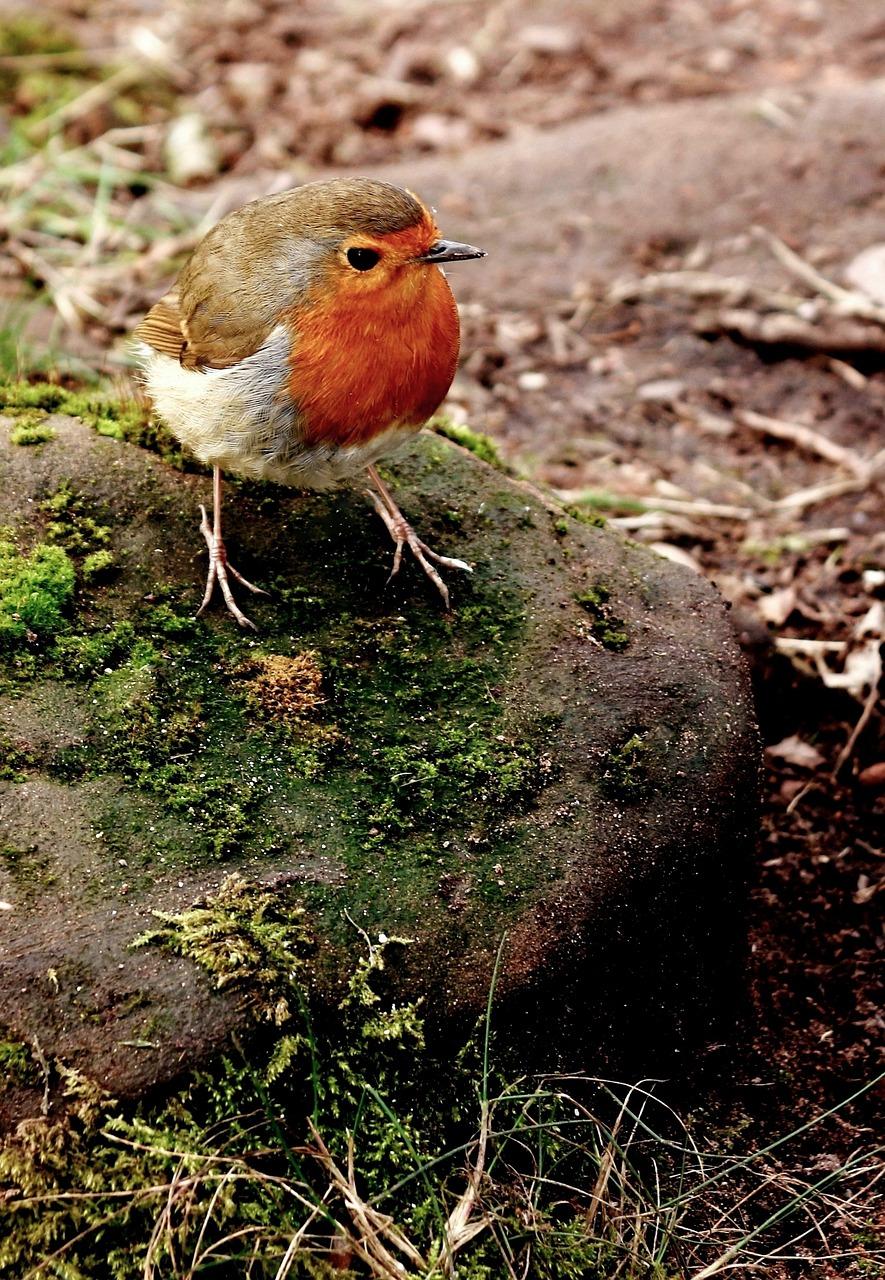 885x1280 Robin Christmas Bird