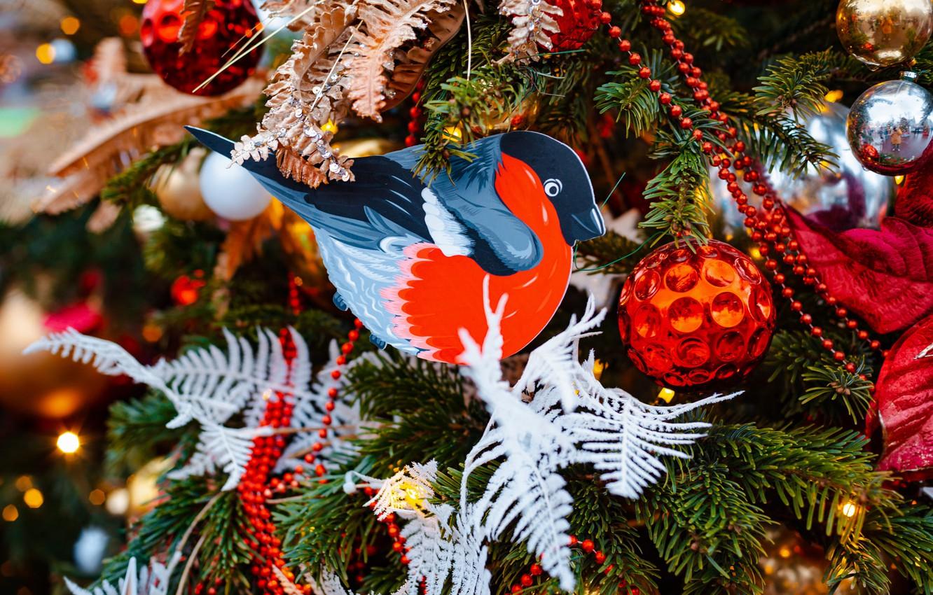Christmas Bird Wallpapers - Top Free Christmas Bird Backgrounds ...