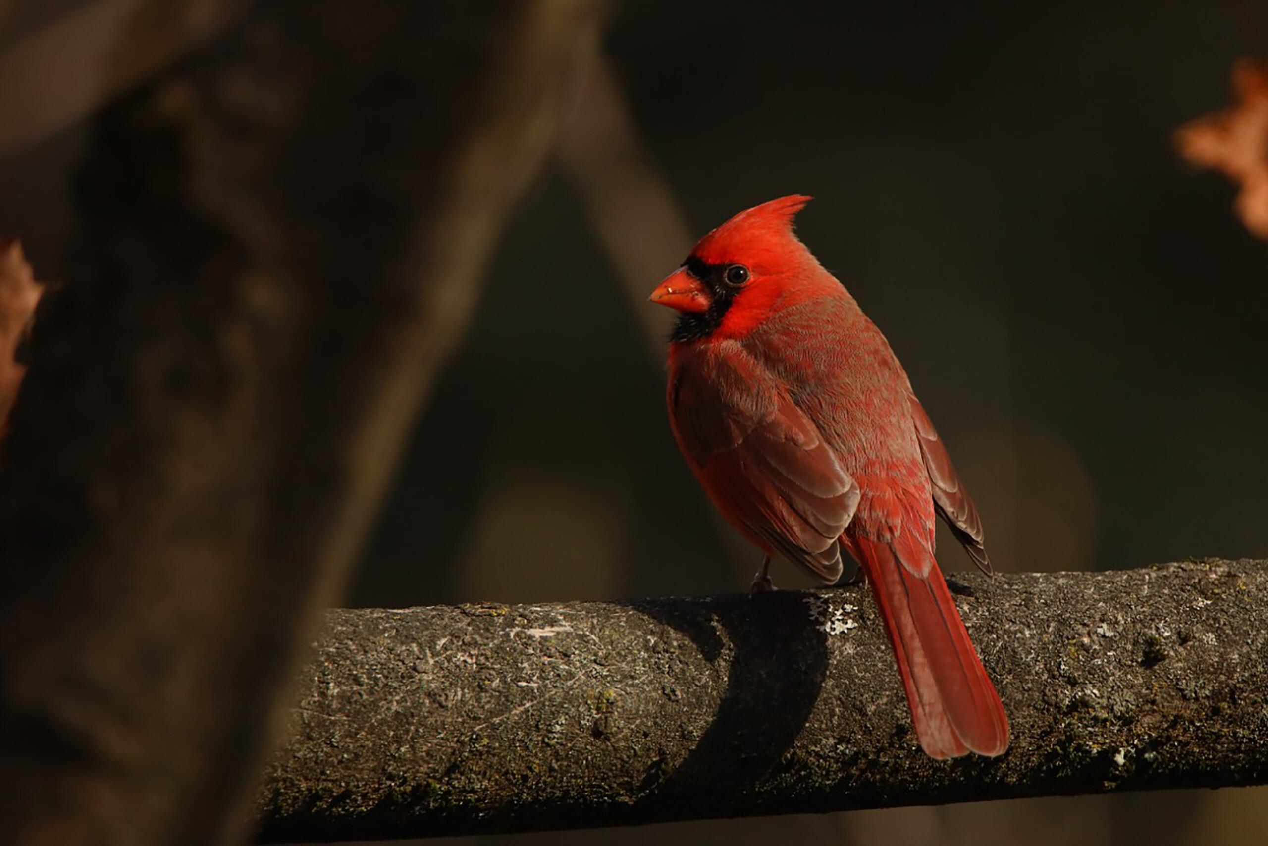 2560x1708 Christmas Bird Count: Help The Audubon Society Identify Feathered Friends