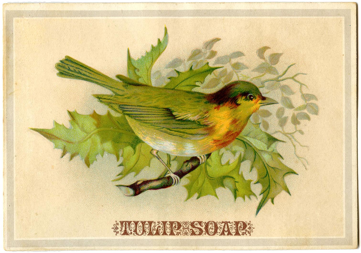 1511x1060 Christmas Birds Image! Graphics Fairy