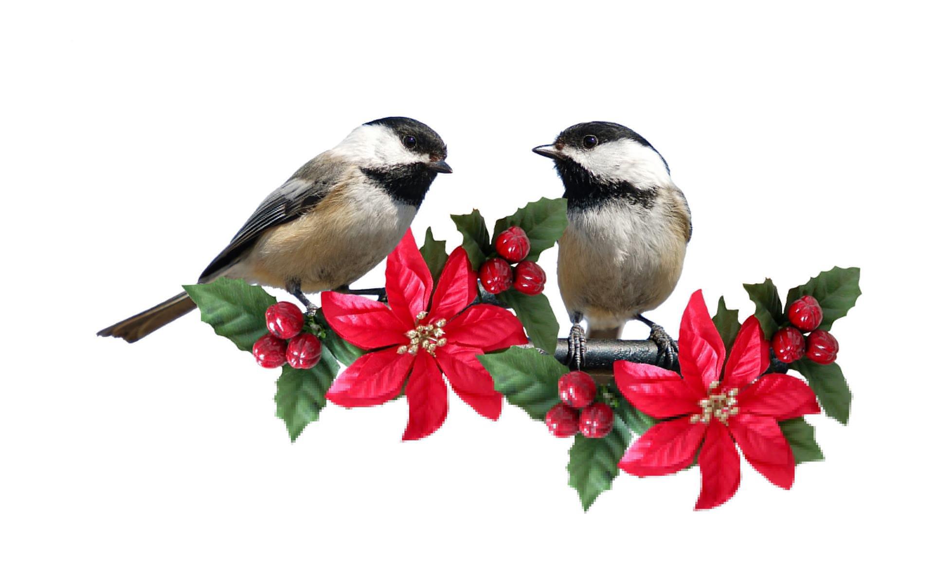 Christmas Bird Wallpapers Top Free Christmas Bird Backgrounds
