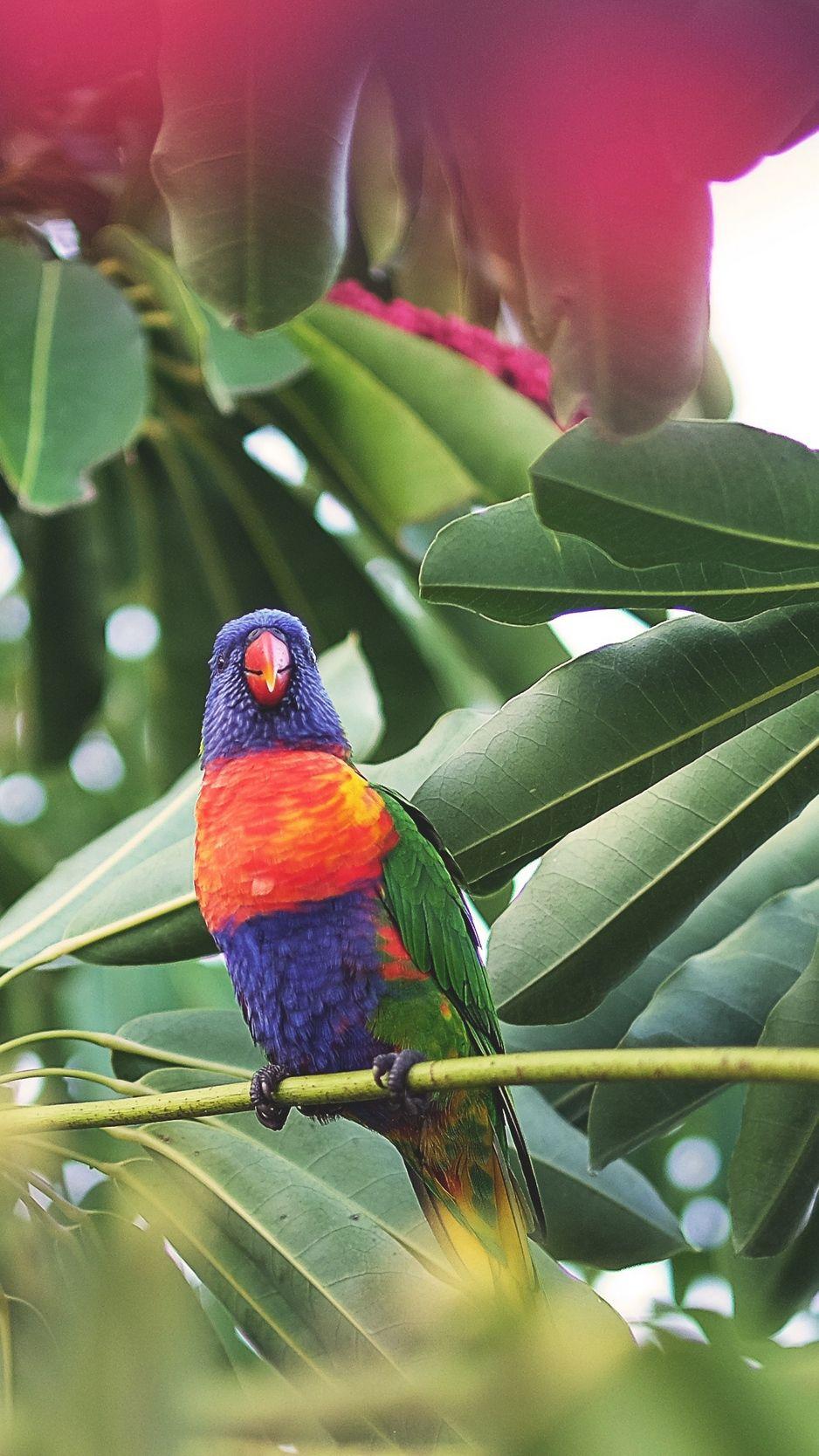 Parrot iPhone Wallpapers Top Free Parrot iPhone Backgrounds