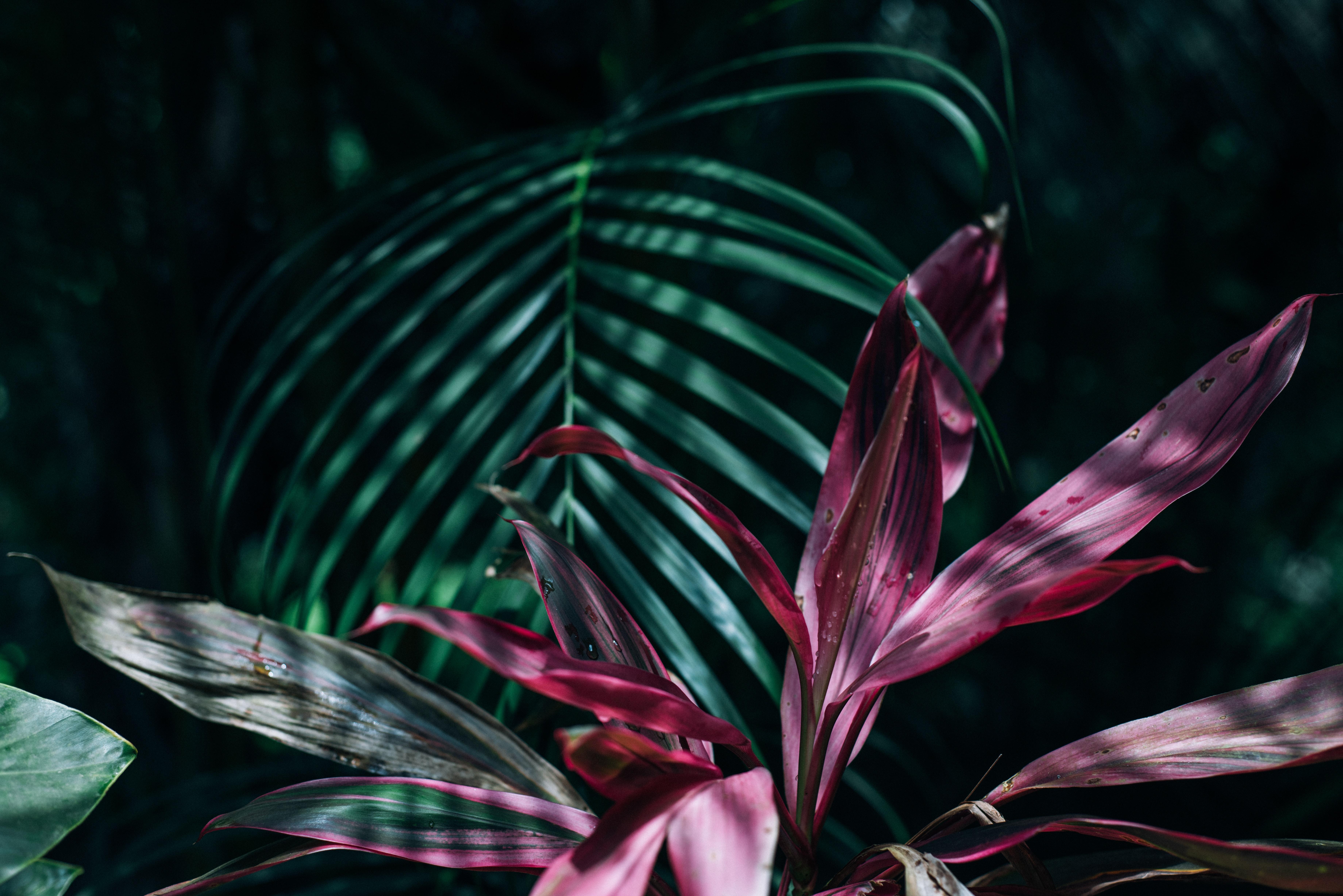 7360x4912 Tropical Leaves Photo, Download Free Tropical Leaves & HD Image