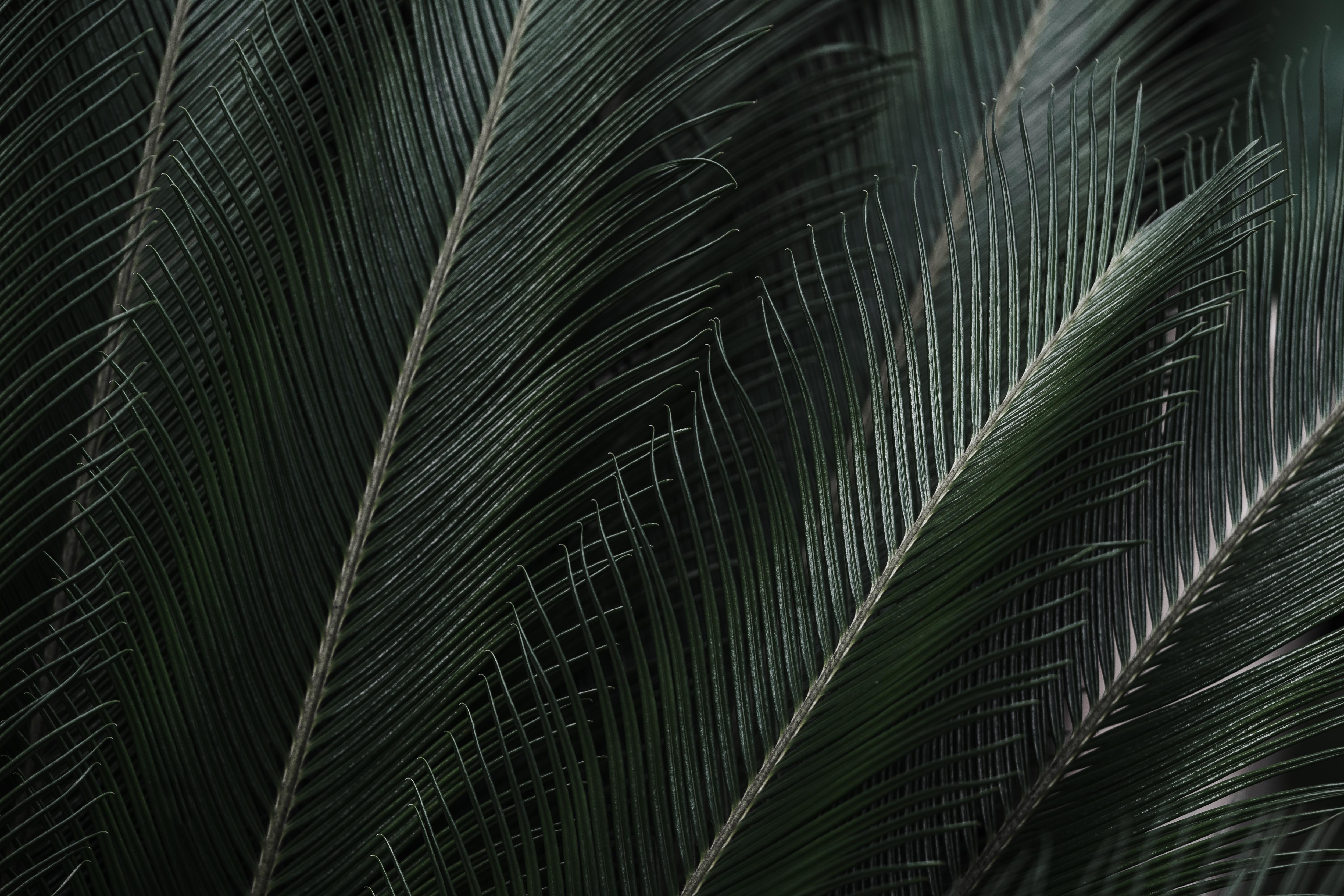 Palm Leaves Computer Wallpapers - Top Free Palm Leaves Computer ...