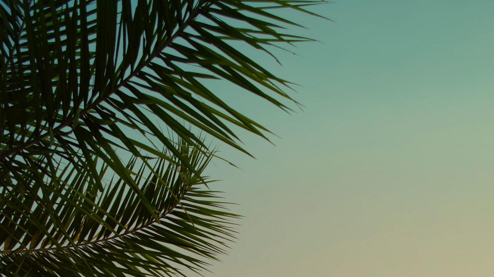 1600x900 Download wallpaper 1600x900 palm tree, leaves, plant, sky, dusk widescreen 16:9 HD background