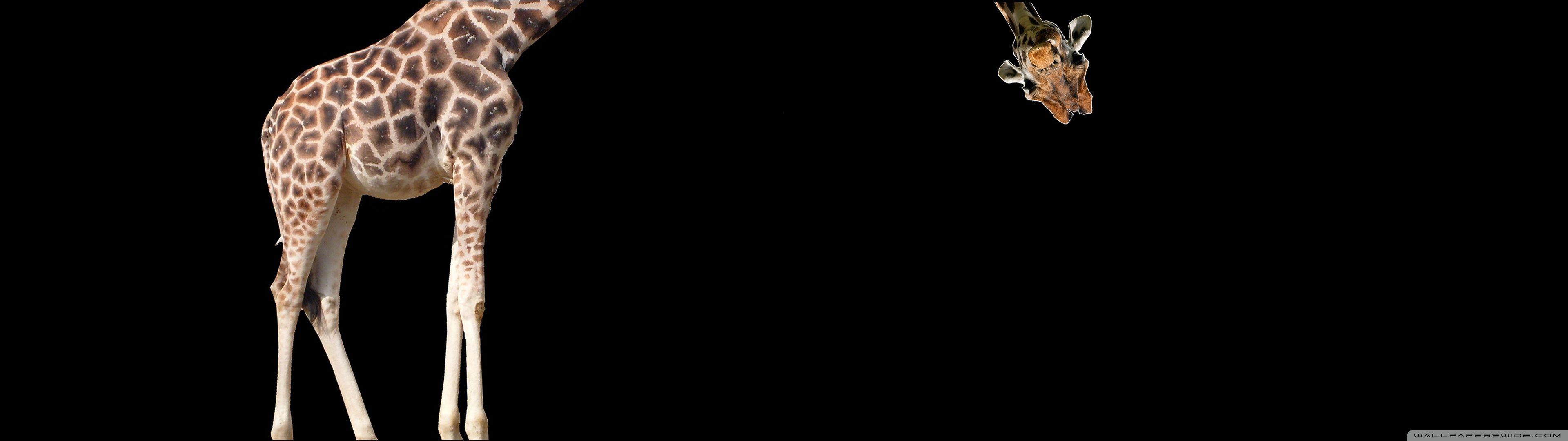 3840x1080 Dual Monitor Wallpaper (24)