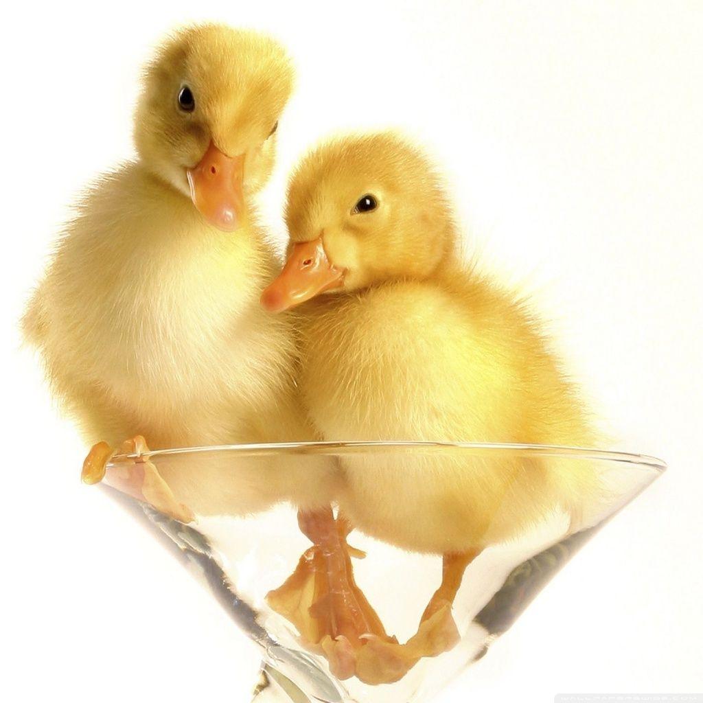 1024x1024 Duck Wallpaper 7 X 1024
