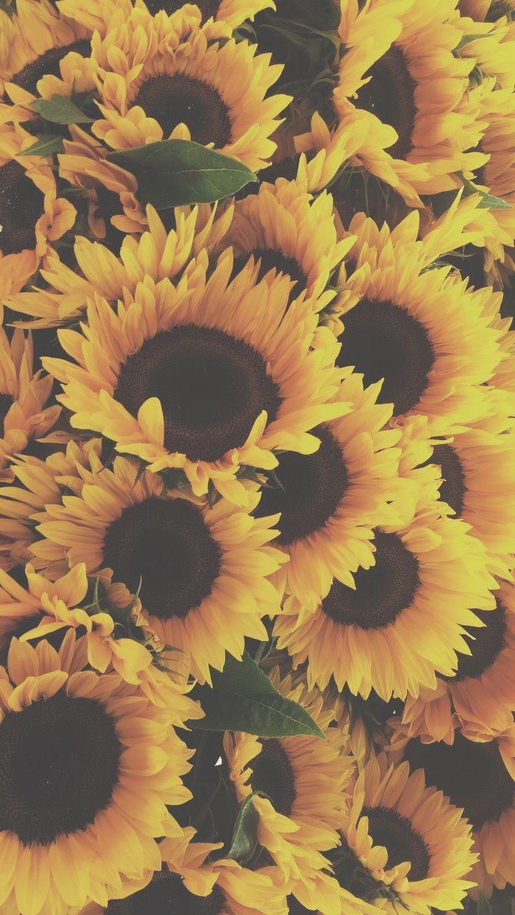 Sunflower Aesthetic Wallpapers - Top Free Sunflower Aesthetic Backgrounds - WallpaperAccess