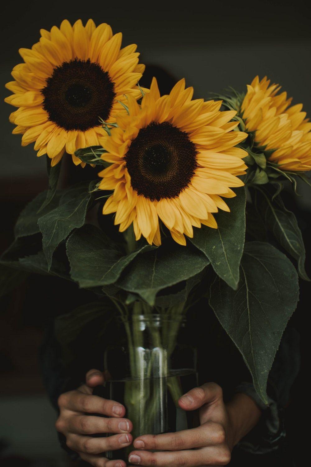 Sunflower Aesthetic Wallpapers - Top Free Sunflower Aesthetic
