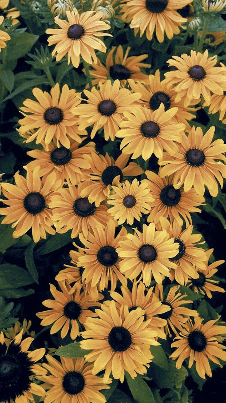 Aesthetic Iphone Sunflower Background