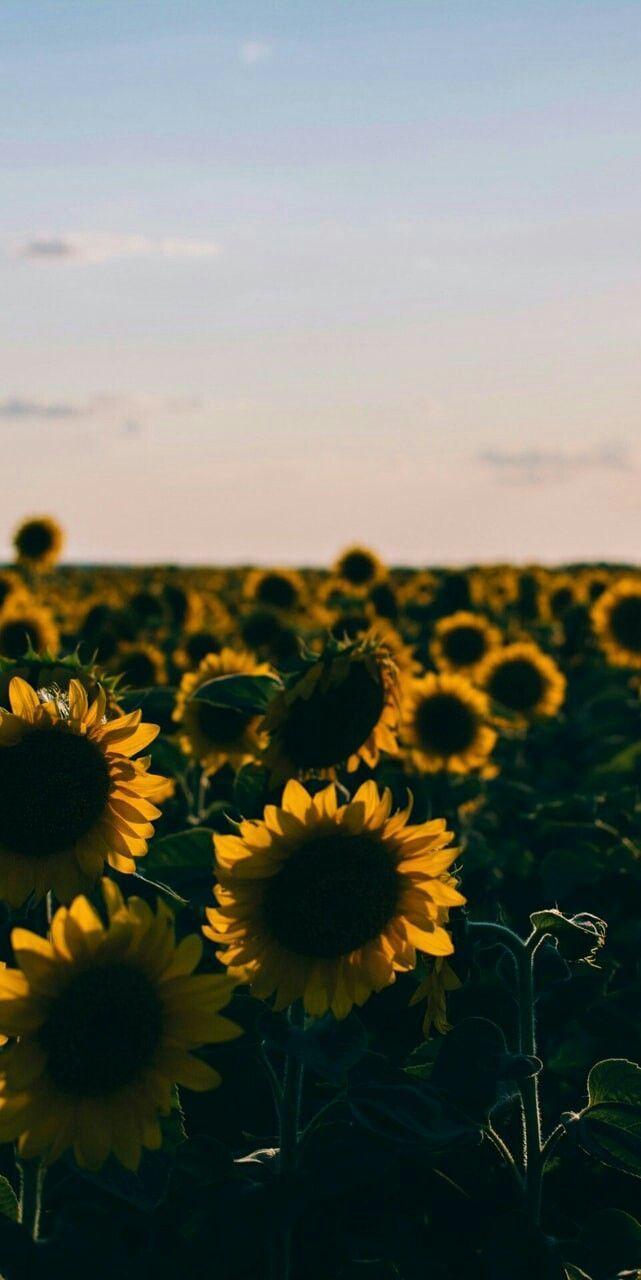 Featured image of post Lock Screen Sunflower Wallpaper - In order to change the lock screen temporary, you need an application that has registered itself as a media controller.
