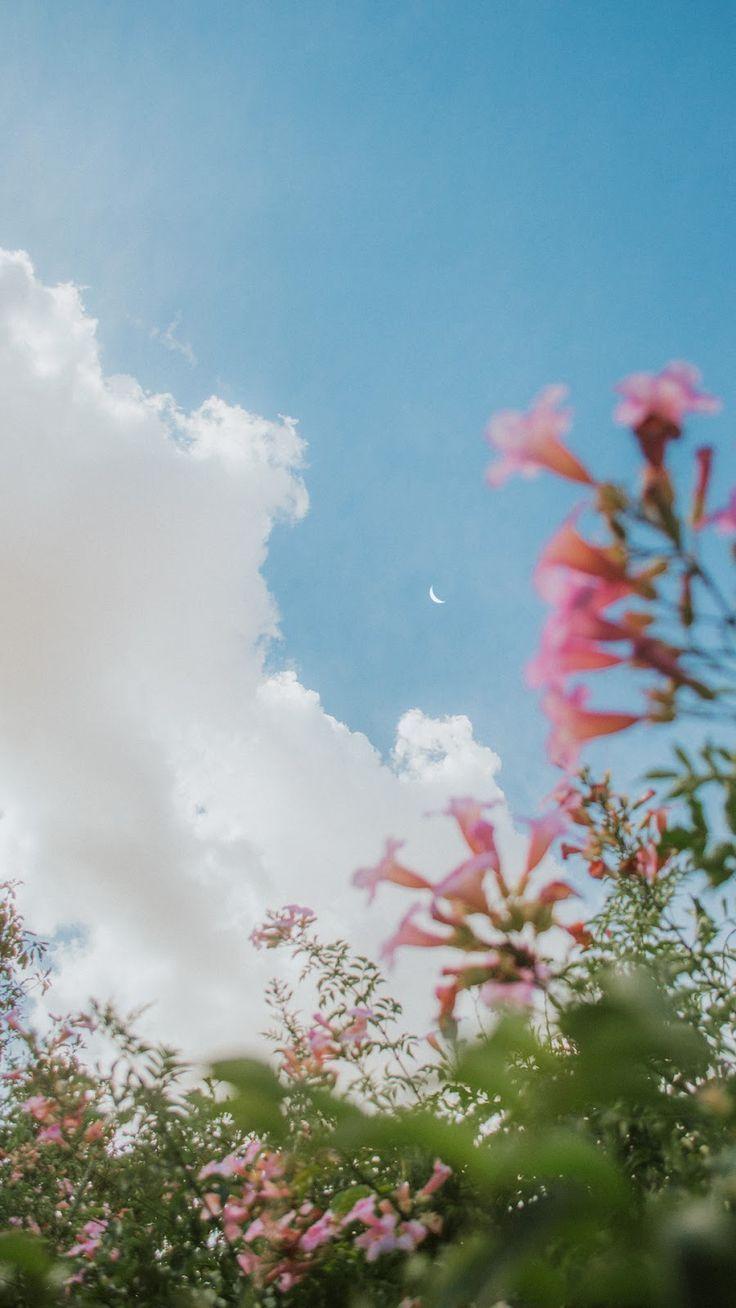 736x1308 Aesthetic Sky Flowers Wallpaper