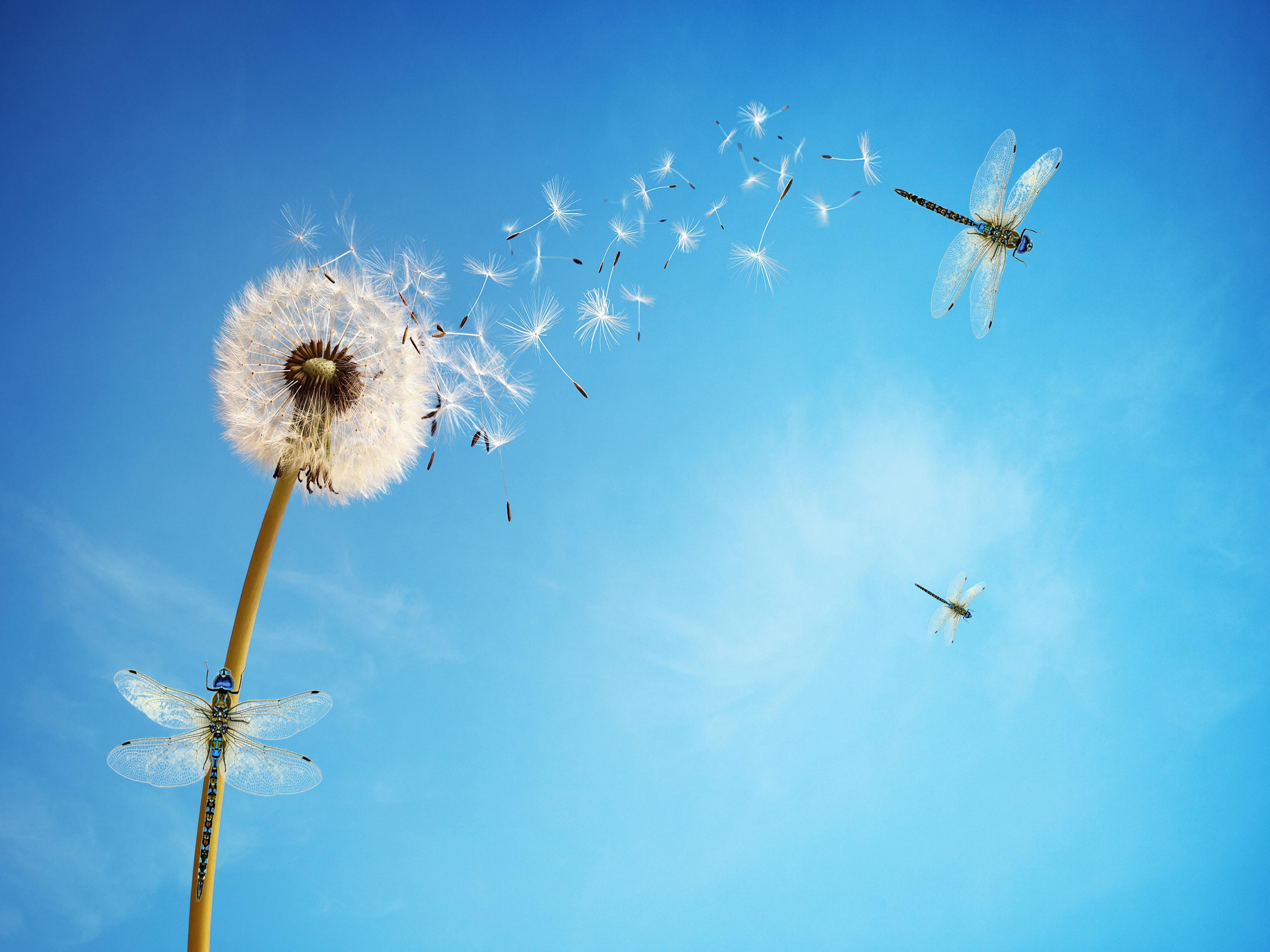 4000x3000 Dandelion flower Wallpaper 4K, White, Dragonflies, Flowers