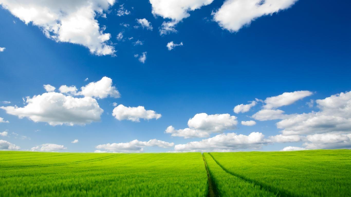 1366x768 Field Sky Grass Wallpaper