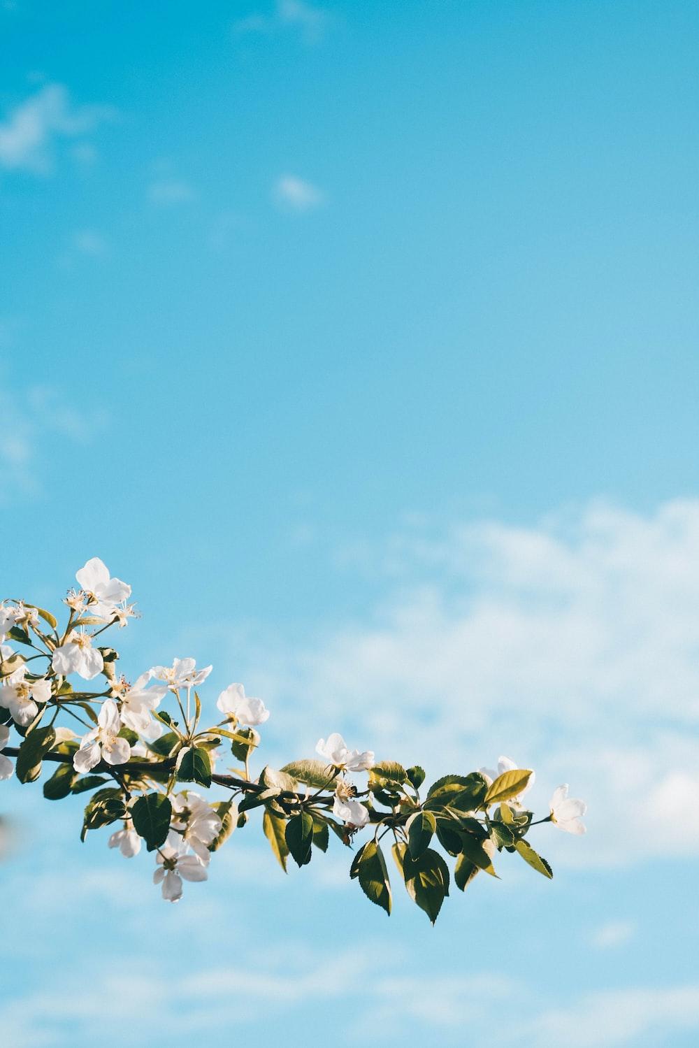 1000x1499 Light Blue Flower Picture. Download Free Image