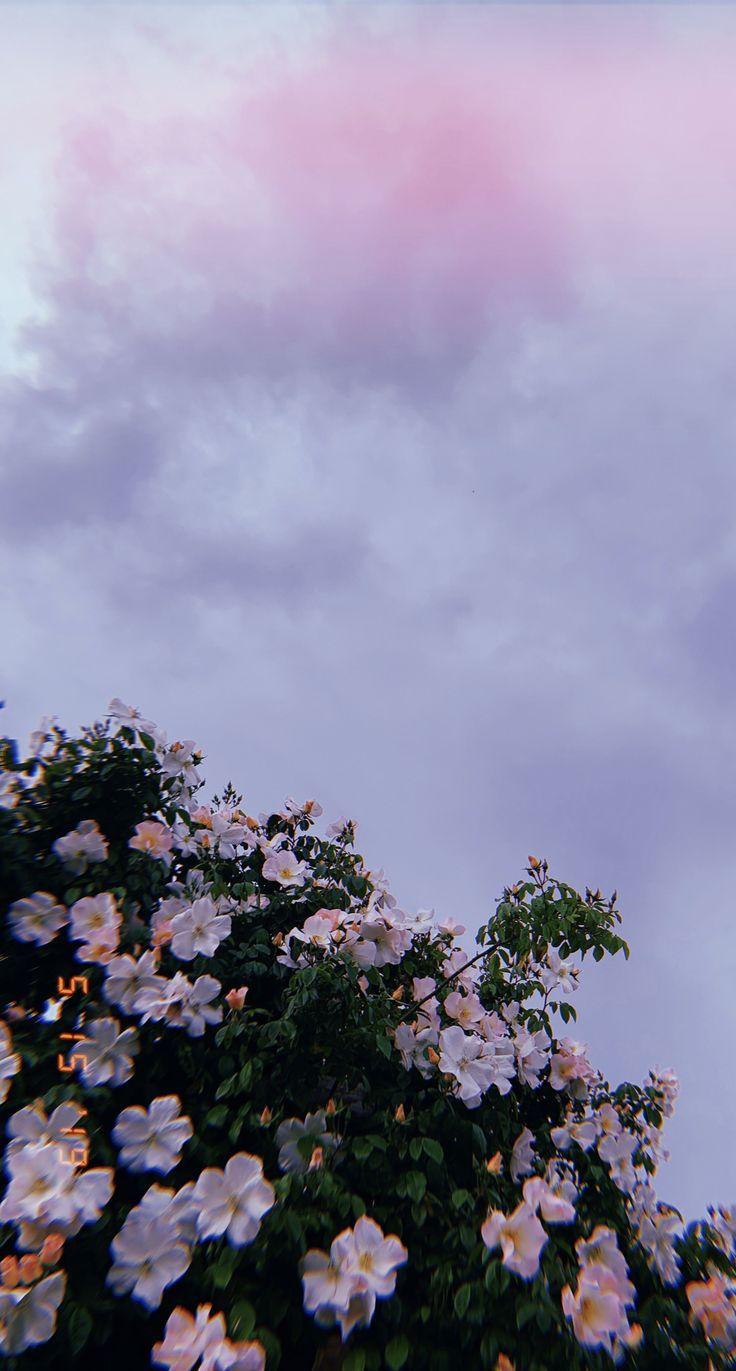 736x1371 Aesthetic wallpaper. Flowers photography wallpaper, Ip. Flowers photography wallpaper, iPhone wallpaper lights, Scenery wallpaper