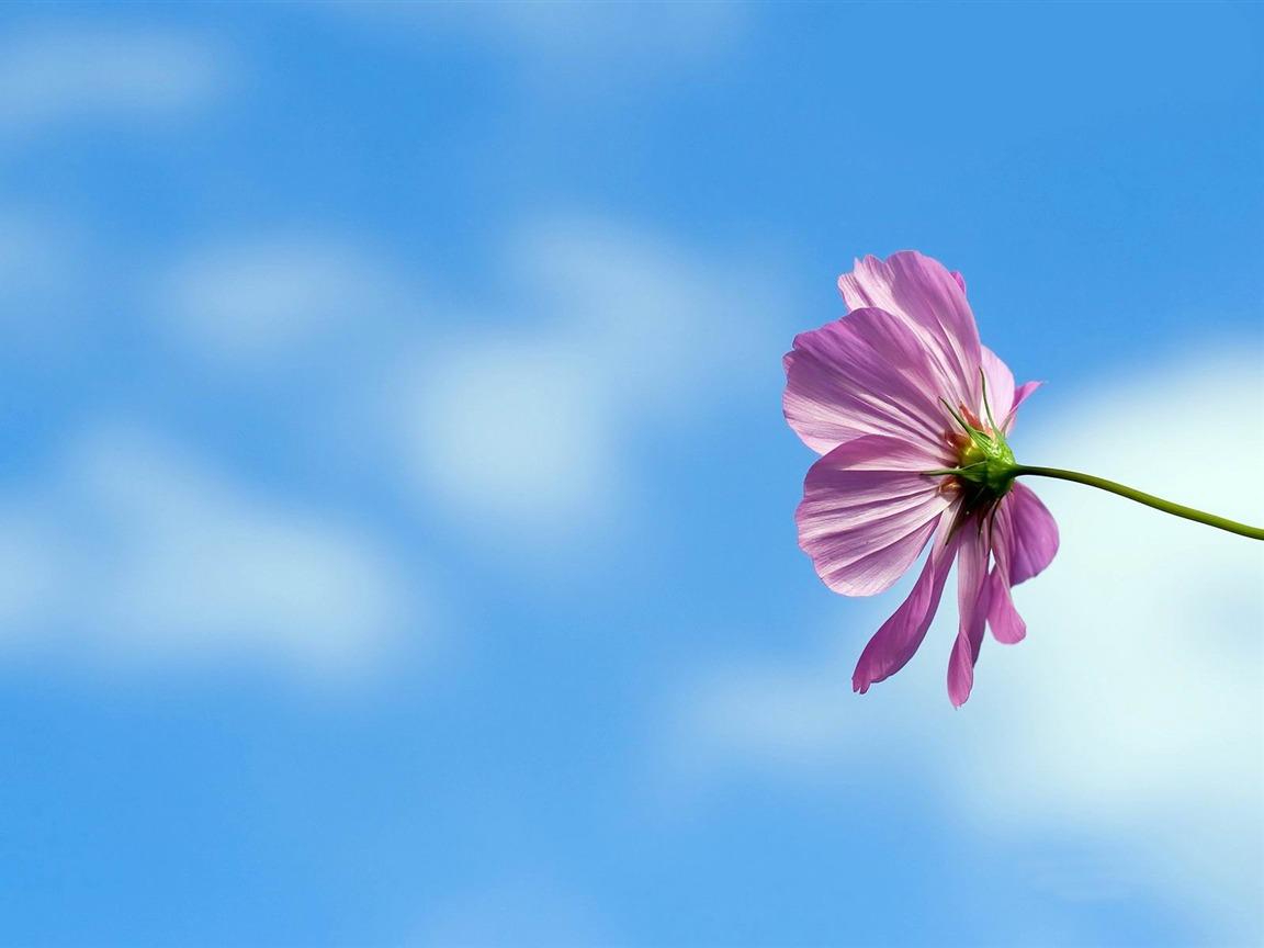 1152x864 Under The Blue Sky Flowers Fresh Flowers Photography Wallpaper