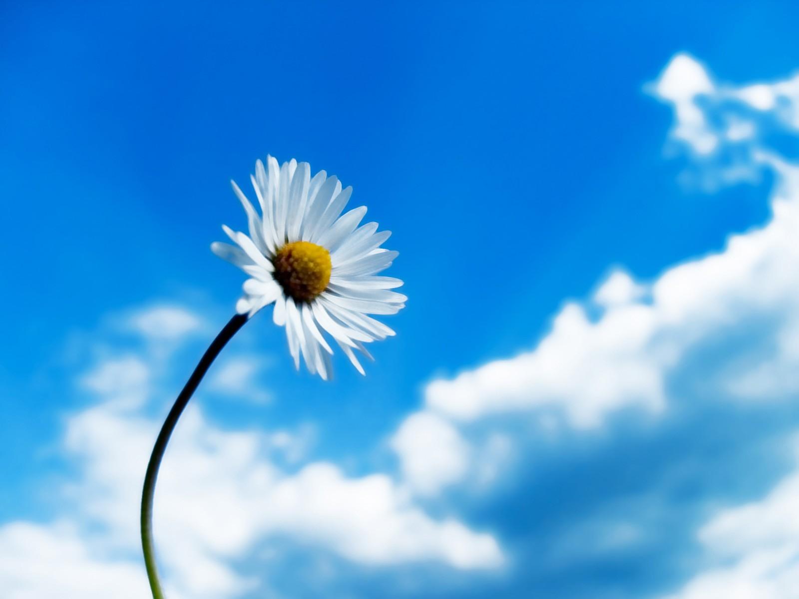1600x1200 Rising to the sky wallpaper. Rising to the sky