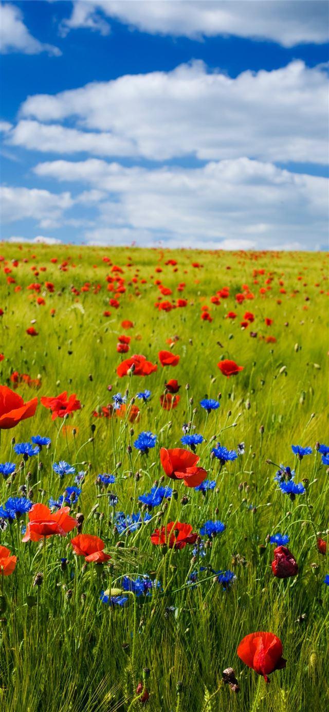 Flower and Sky Wallpapers Top Free Flower and Sky Backgrounds