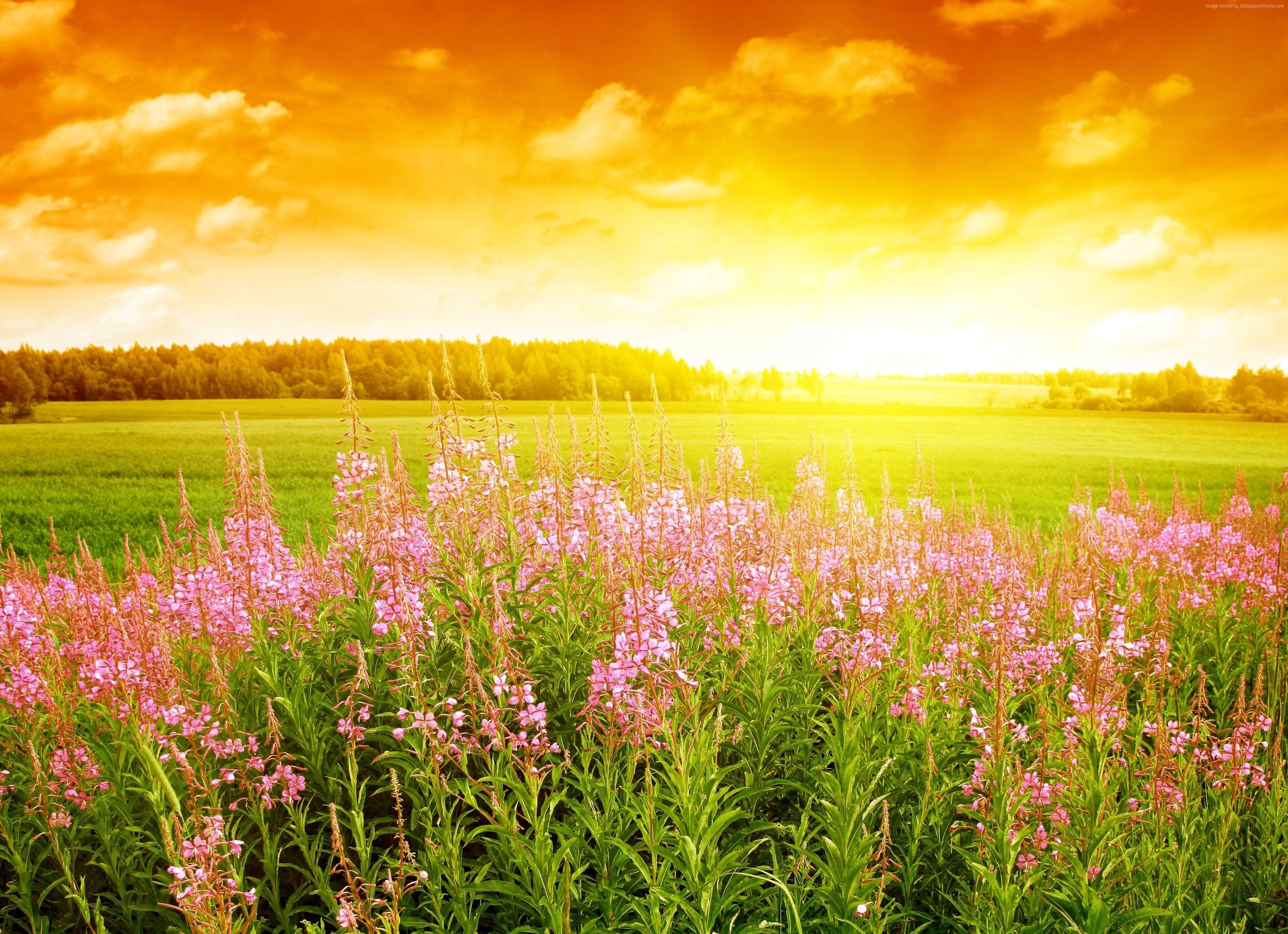 3744x2715 field, sunset, HD wallpaper, flowers, sky, 4k Gallery HD Wallpaper