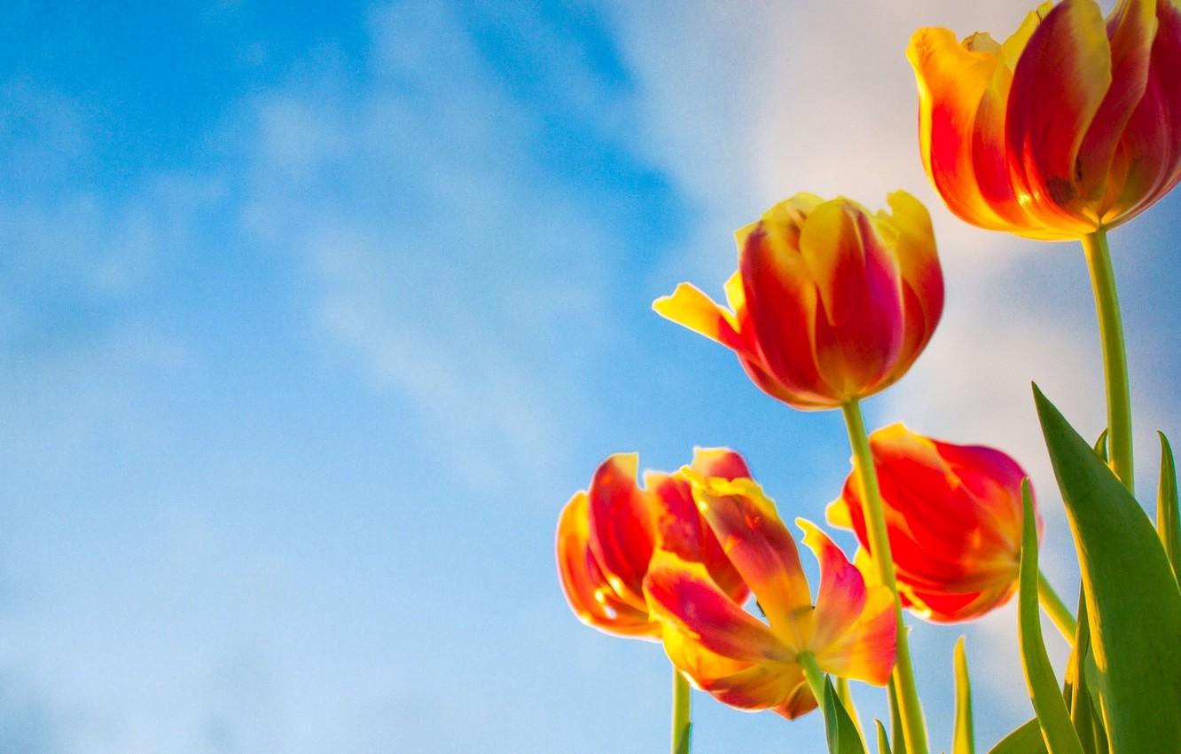 1332x850 Wallpaper the sky, flowers, background, widescreen, Wallpaper, tulips, wallpaper, flowers, widescreen, flowers, background, full screen, HD wallpaper, widescreen, fullscreen image for desktop, section цветы