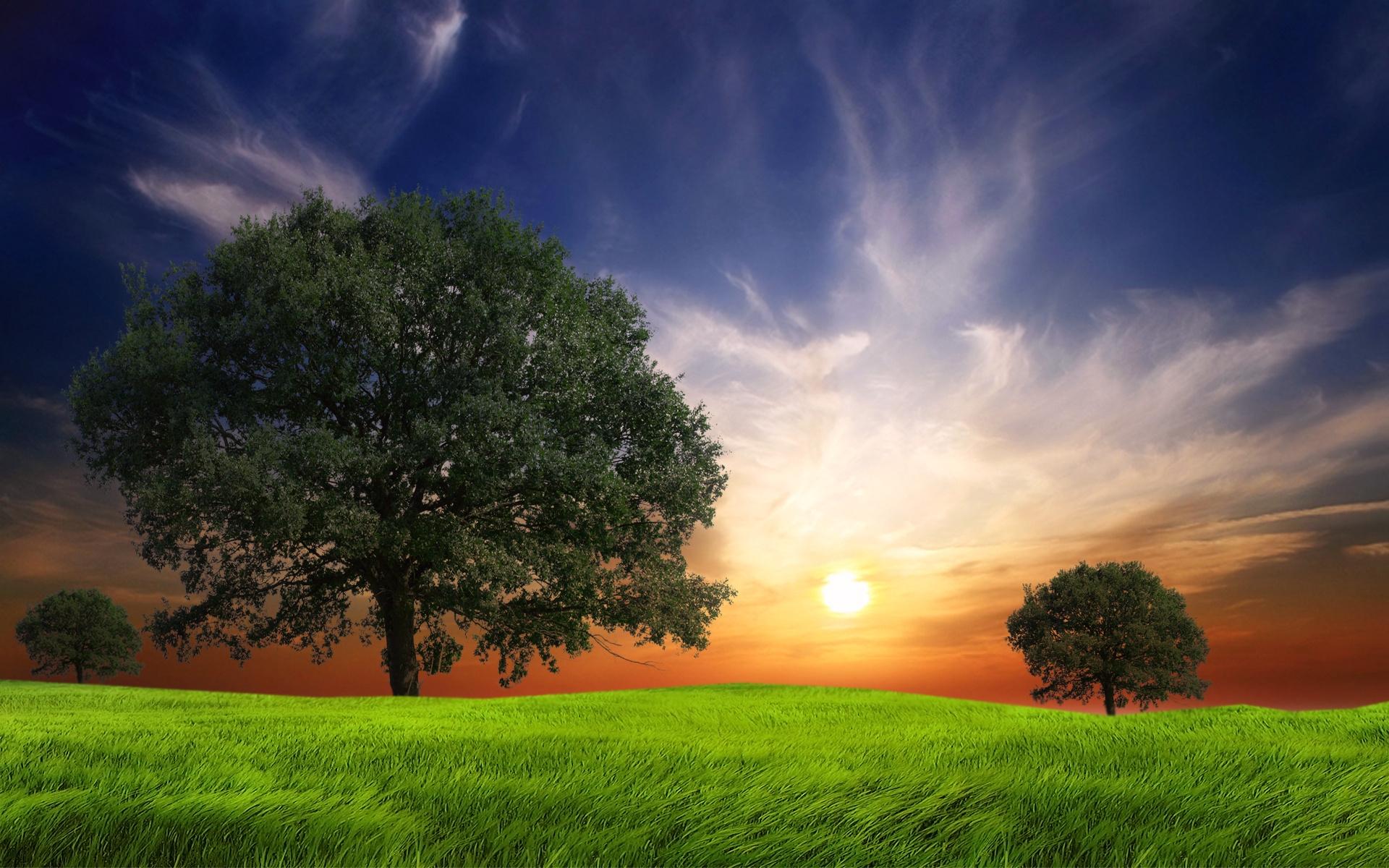 1920x1200 Grass Field Trees Sun Sky wallpaper. Grass Field Trees Sun Sky