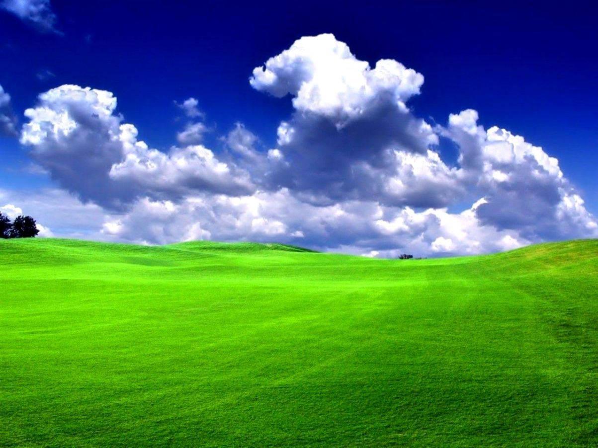 1203x902 Download Green Grass Blue Sky Wallpaper