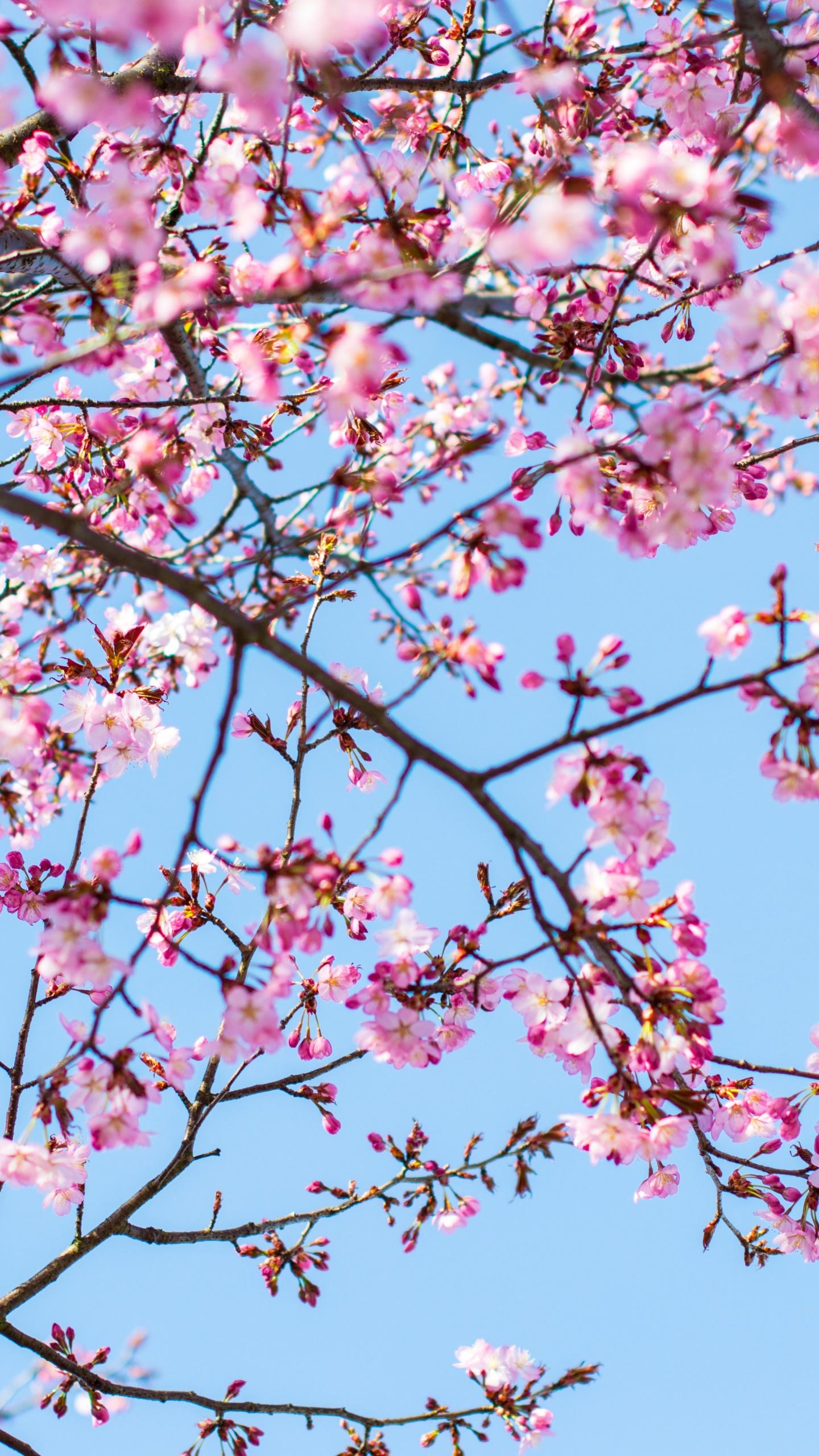 1440x2560 Cherry blossom Wallpaper 4K, Pink flowers, Blue Sky, Flowers