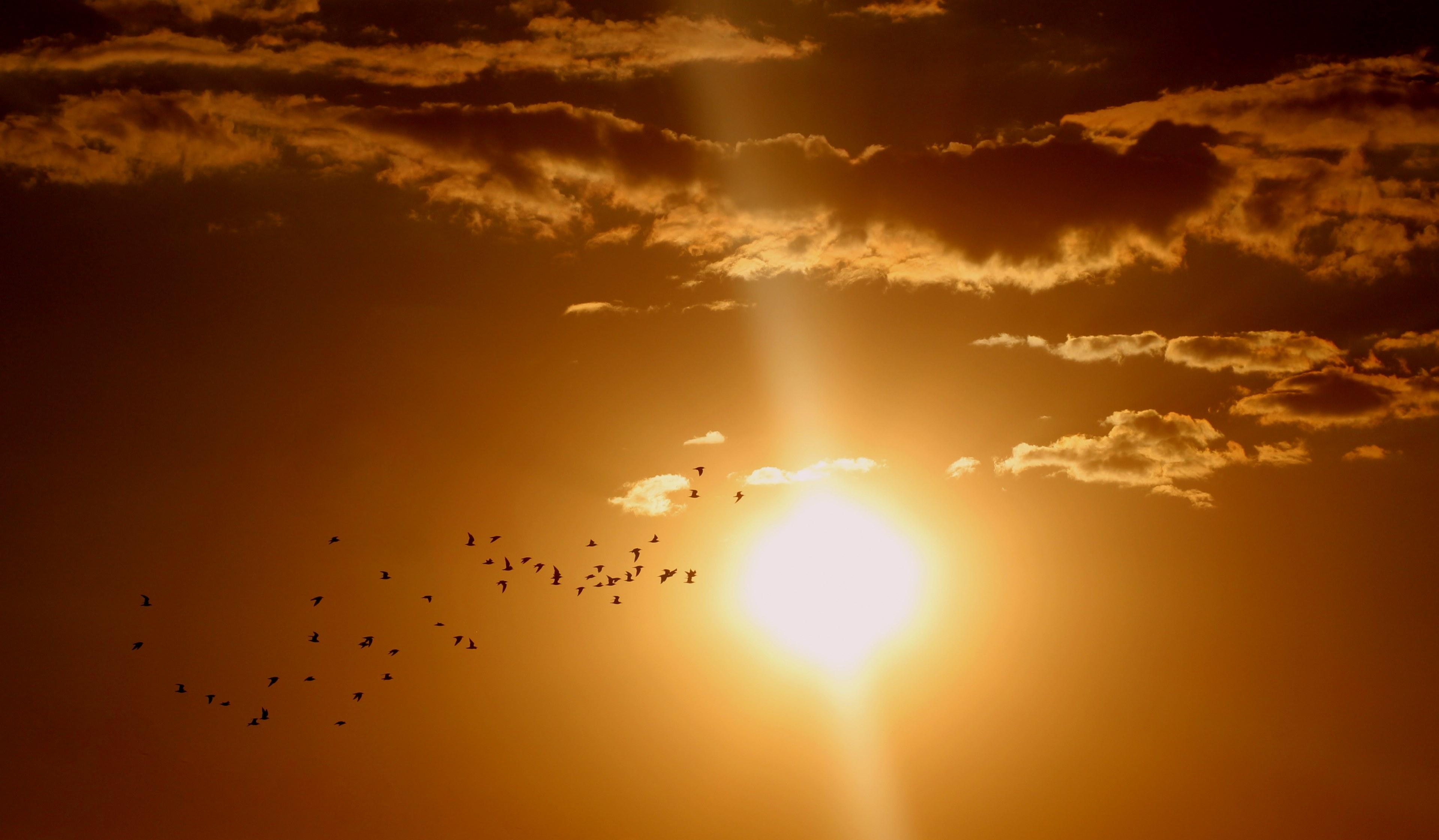 3840x2243 Wallpaper / sunset birds cloud sun sky red 4k wallpaper free download
