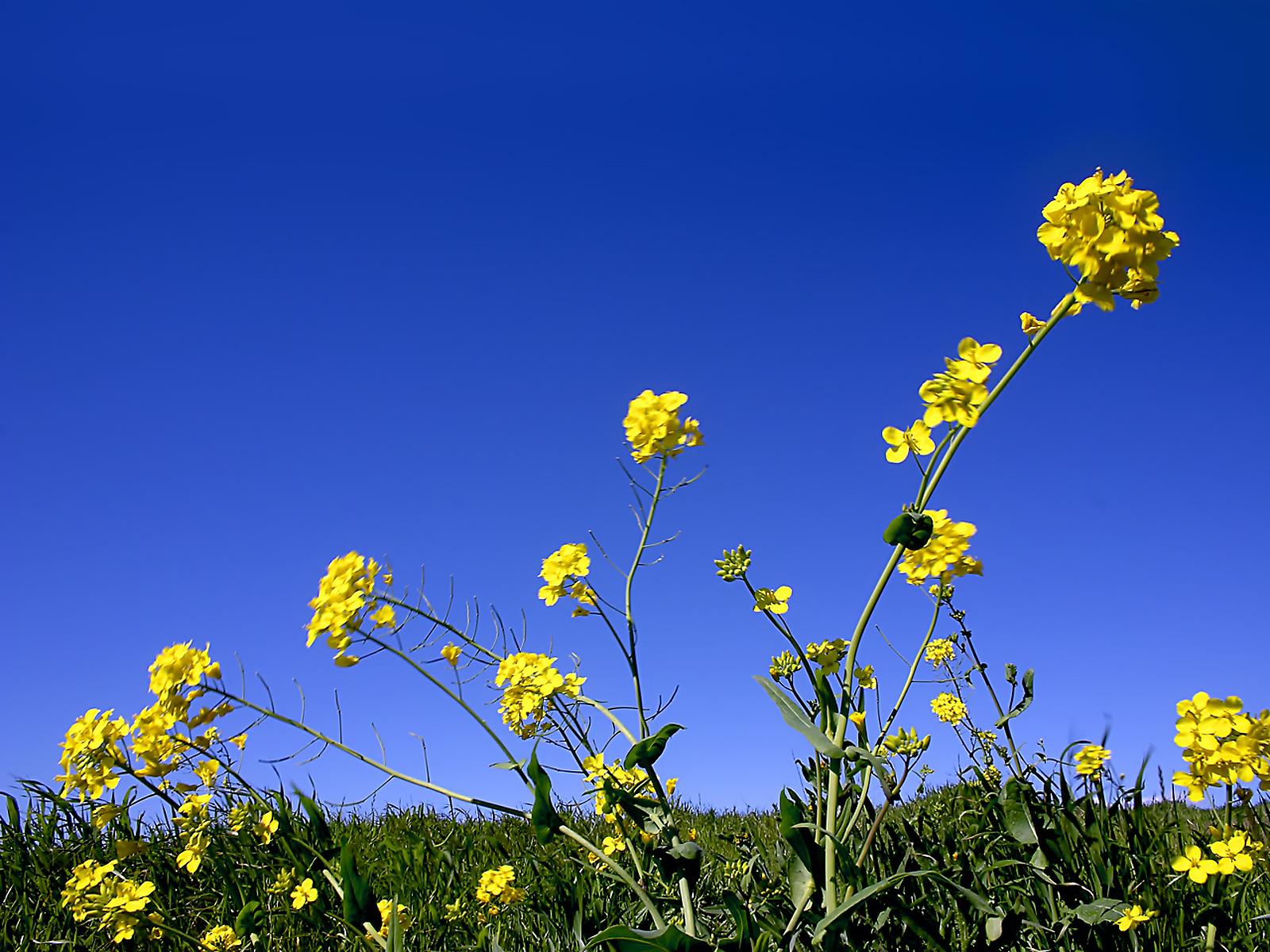 1600x1200 The flowers and sky wallpaper. The flowers and sky