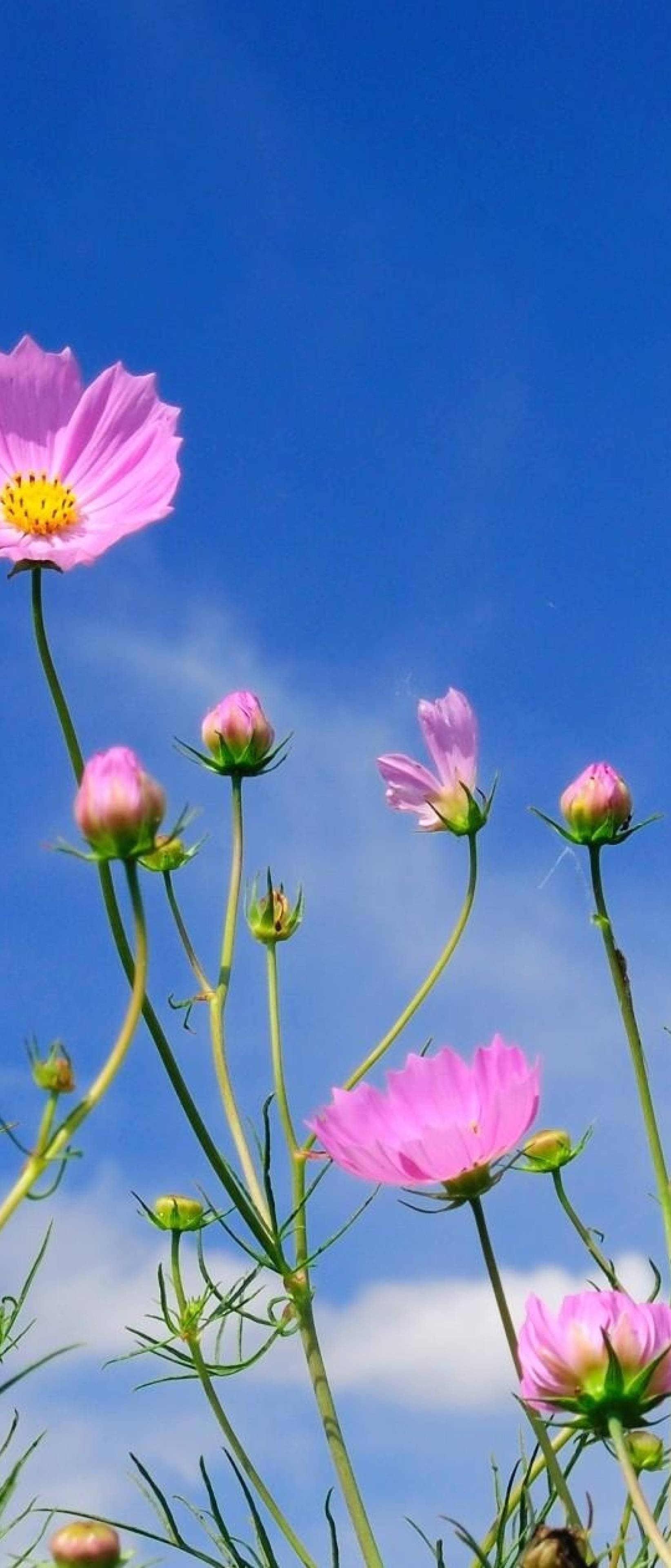 Flower and Sky Wallpapers - Top Free Flower and Sky Backgrounds ...