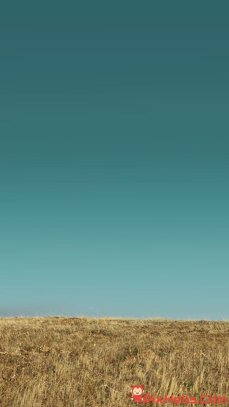 900x1600 Golden Grass Field Blue Sky Wallpaper Free Download