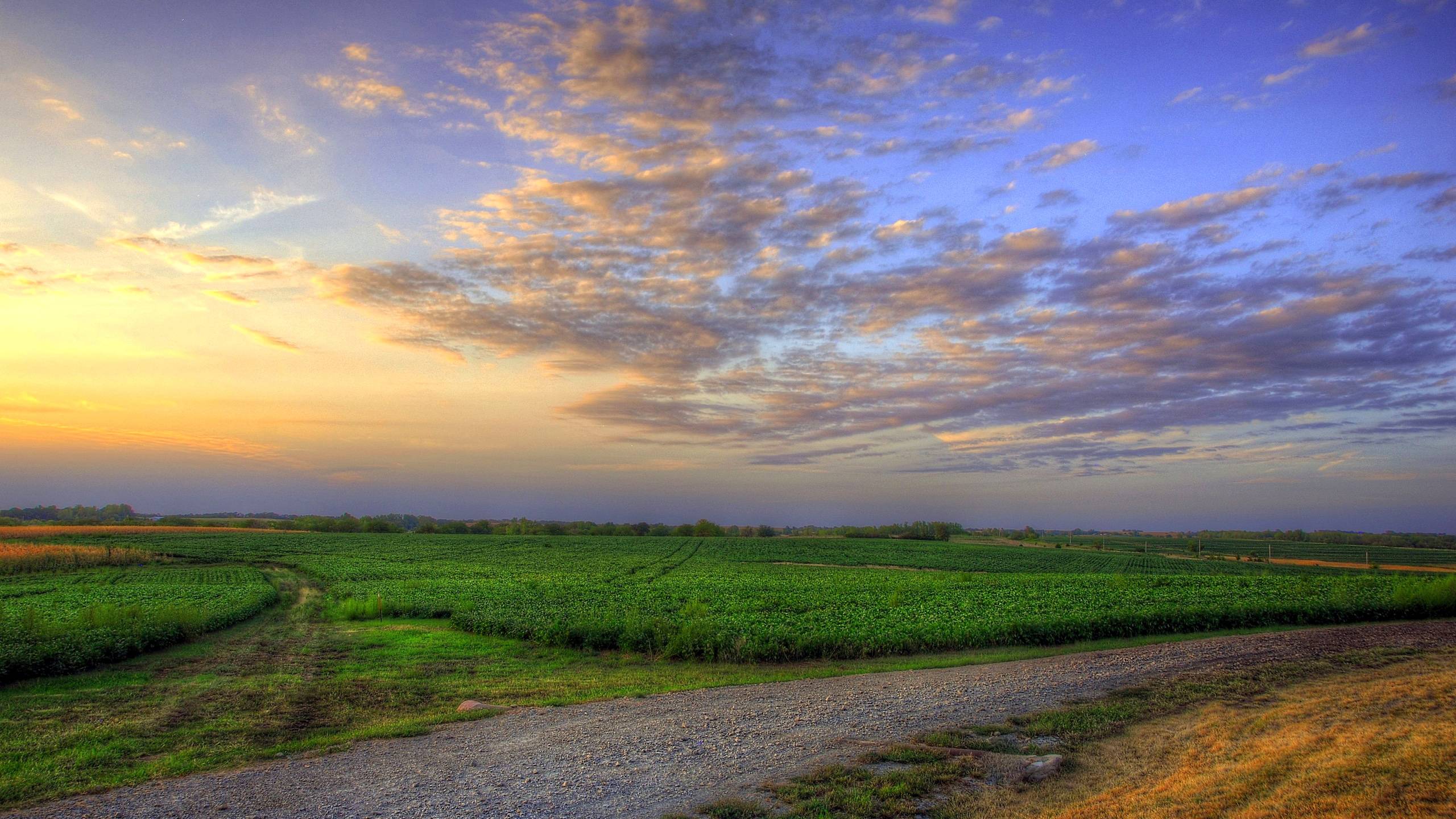 2560x1440 grass, field, sky Wallpaper, HD Nature 4K Wallpaper, Image, Photo and Background