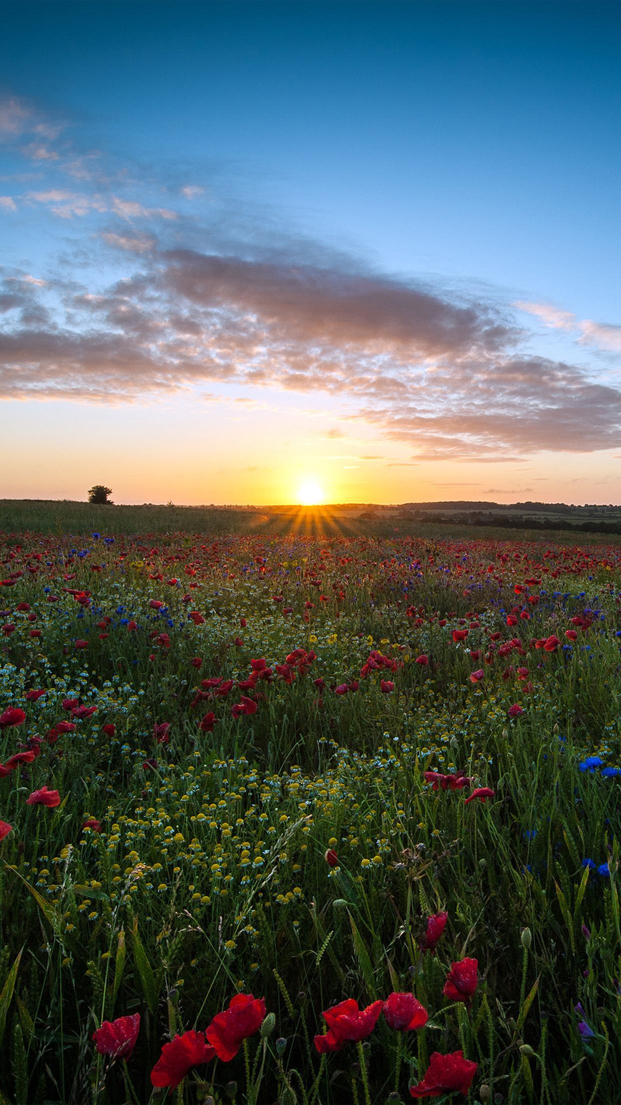 Flower and Sky Wallpapers - Top Free Flower and Sky Backgrounds ...