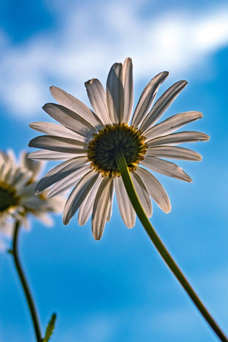 800x1200 Download Wallpaper 800x1200 Daisy, Petals, Flower, Sky Iphone 4s 4 For Parallax HD Background
