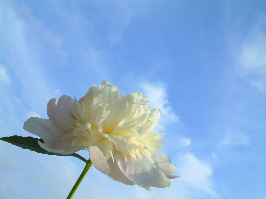 1024x768 Blue Sky White Flower And Plants Wallpaper