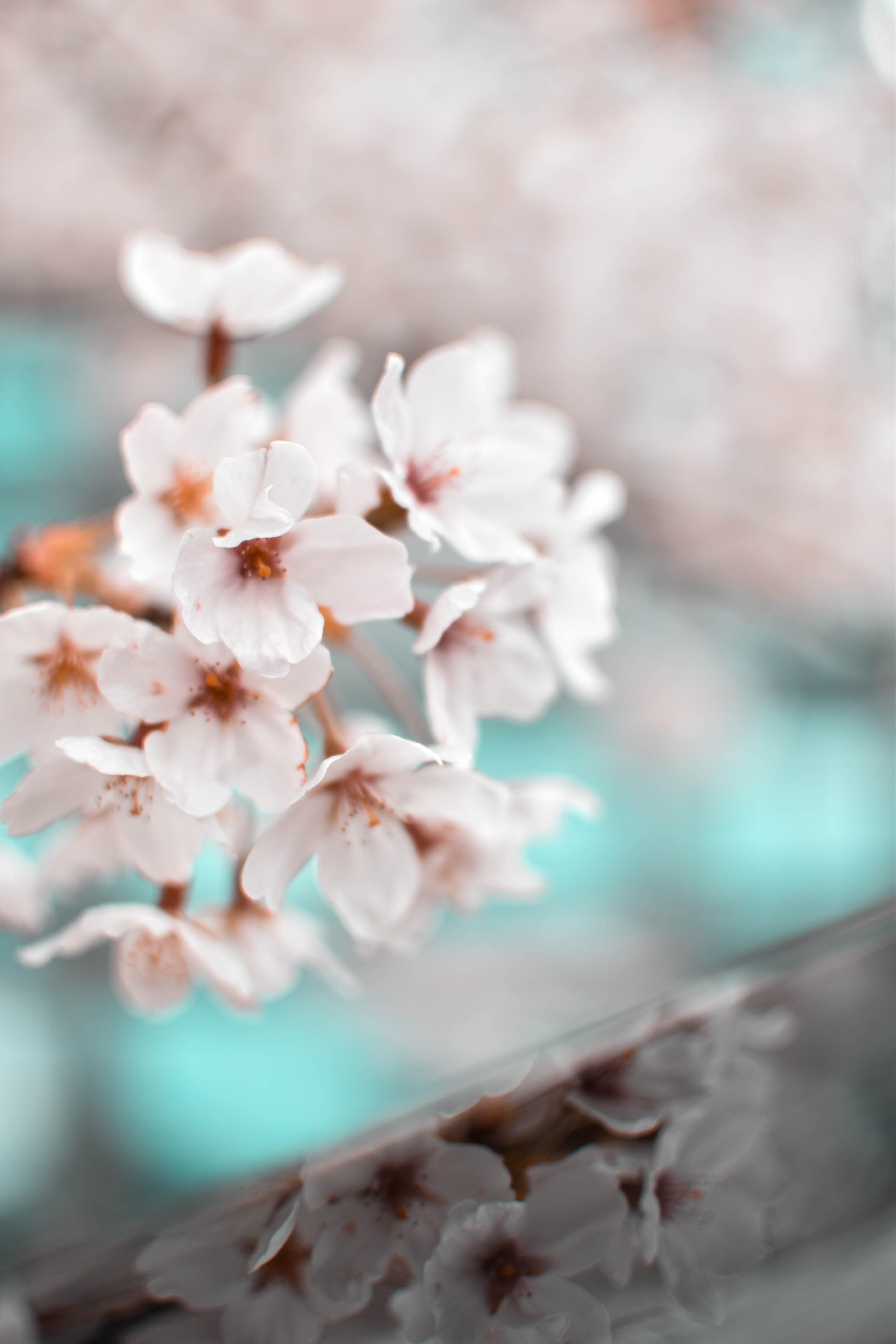 2800x4200 Low Angle View of Pink Flowers Against Blue Sky · Free