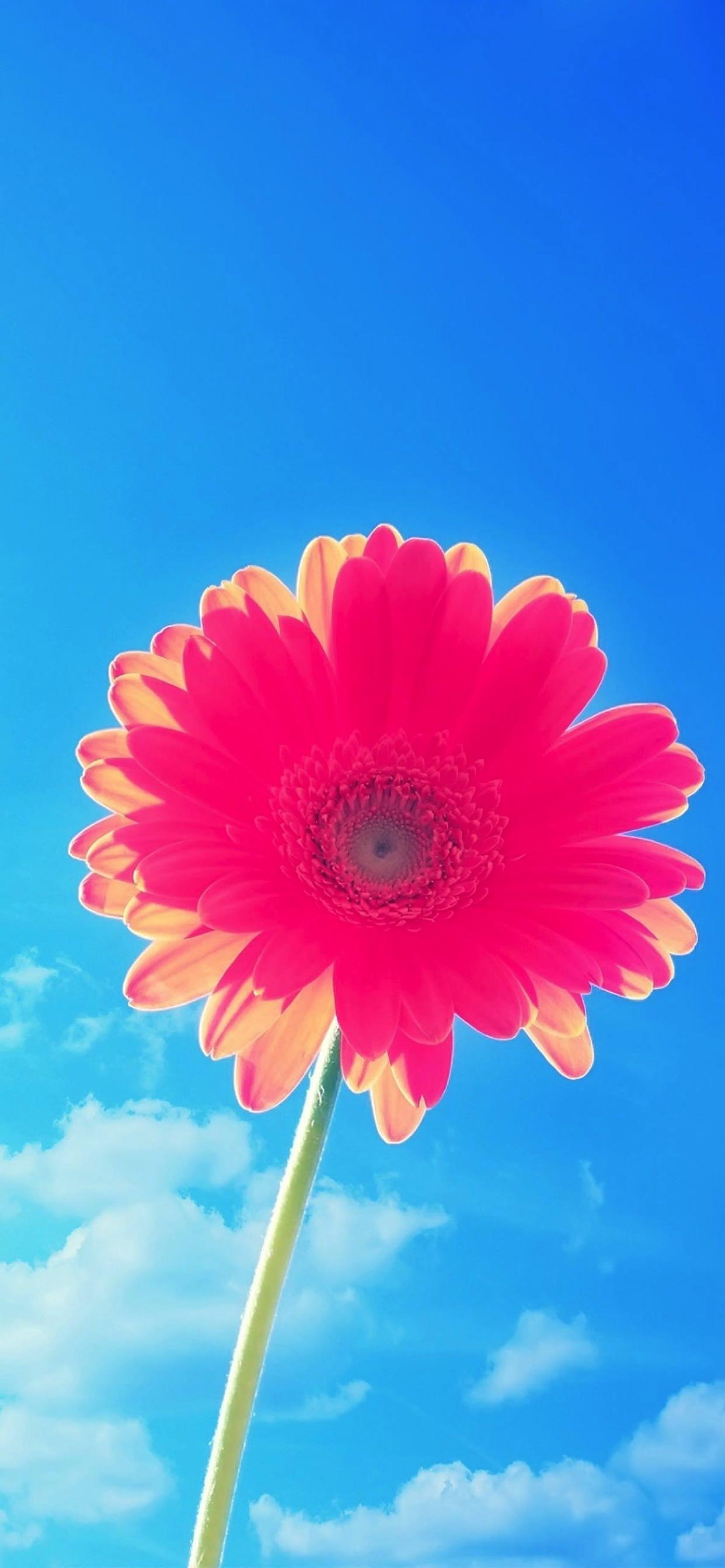 1242x2688 flower sky blue red. wallpaper.sc iPhone XS Max