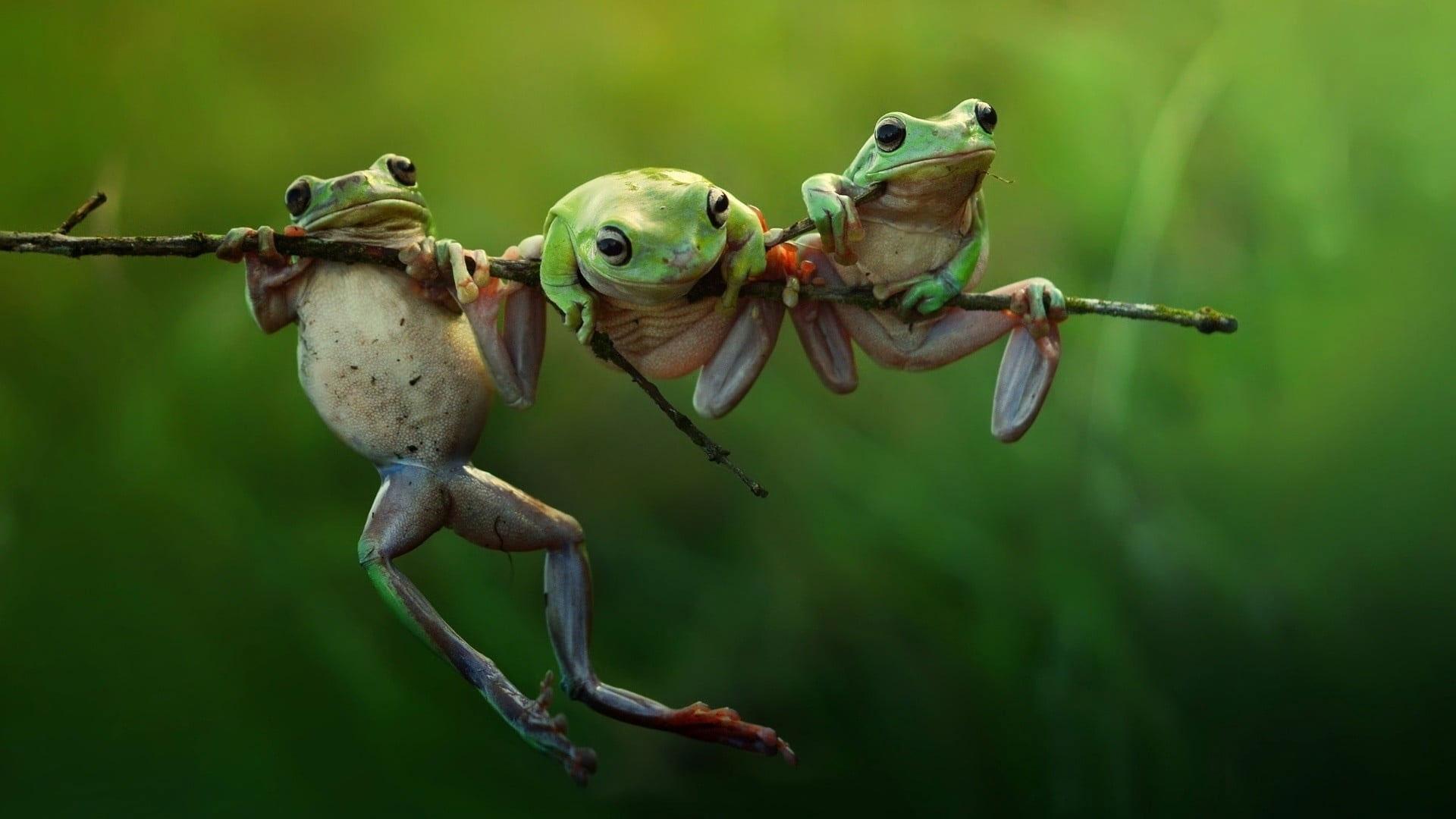 Frog Aesthetic Wallpapers - Top Free Frog Aesthetic Backgrounds ...