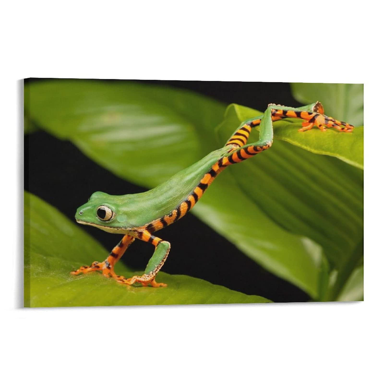 1600x1600 Amphibian Frog Wallpaper Education Poster Artworks Canvas Poster Room Aesthetic Wall Art Prints Home Modern Decor Gifts Framed Unframed 12x18inch(30x45cm): Posters & Prints