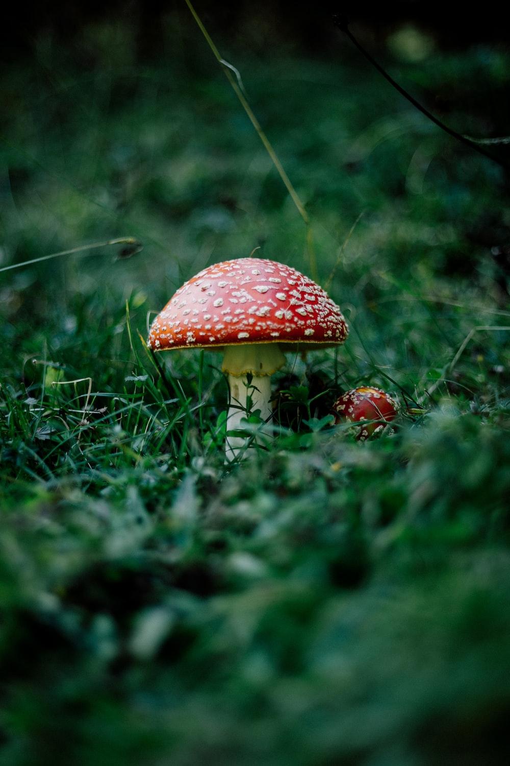 1000x1500 red mushroom on green grass photo
