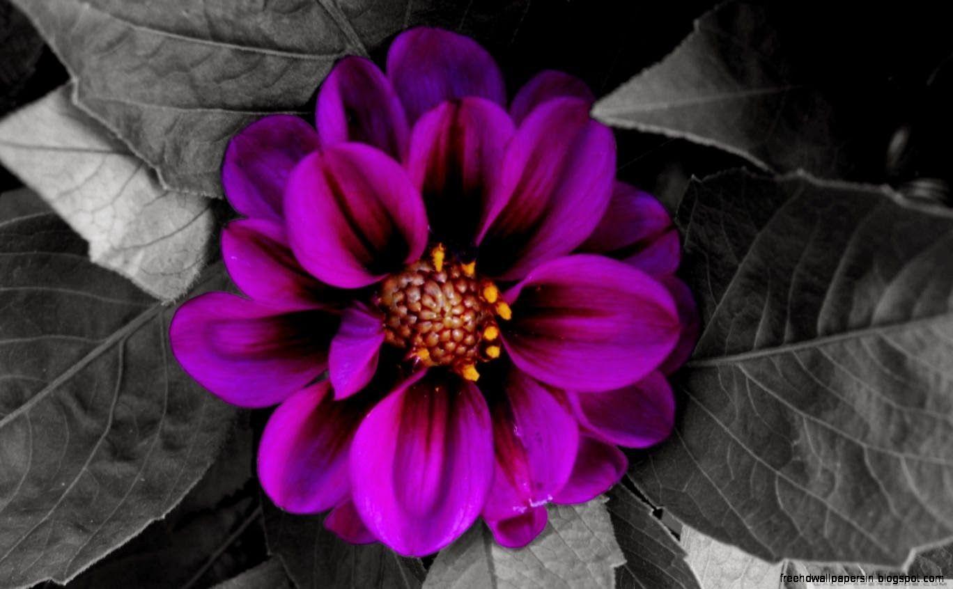 1368x846 Fall Flower Desktop Wallpaper. Free HD Wallpaper